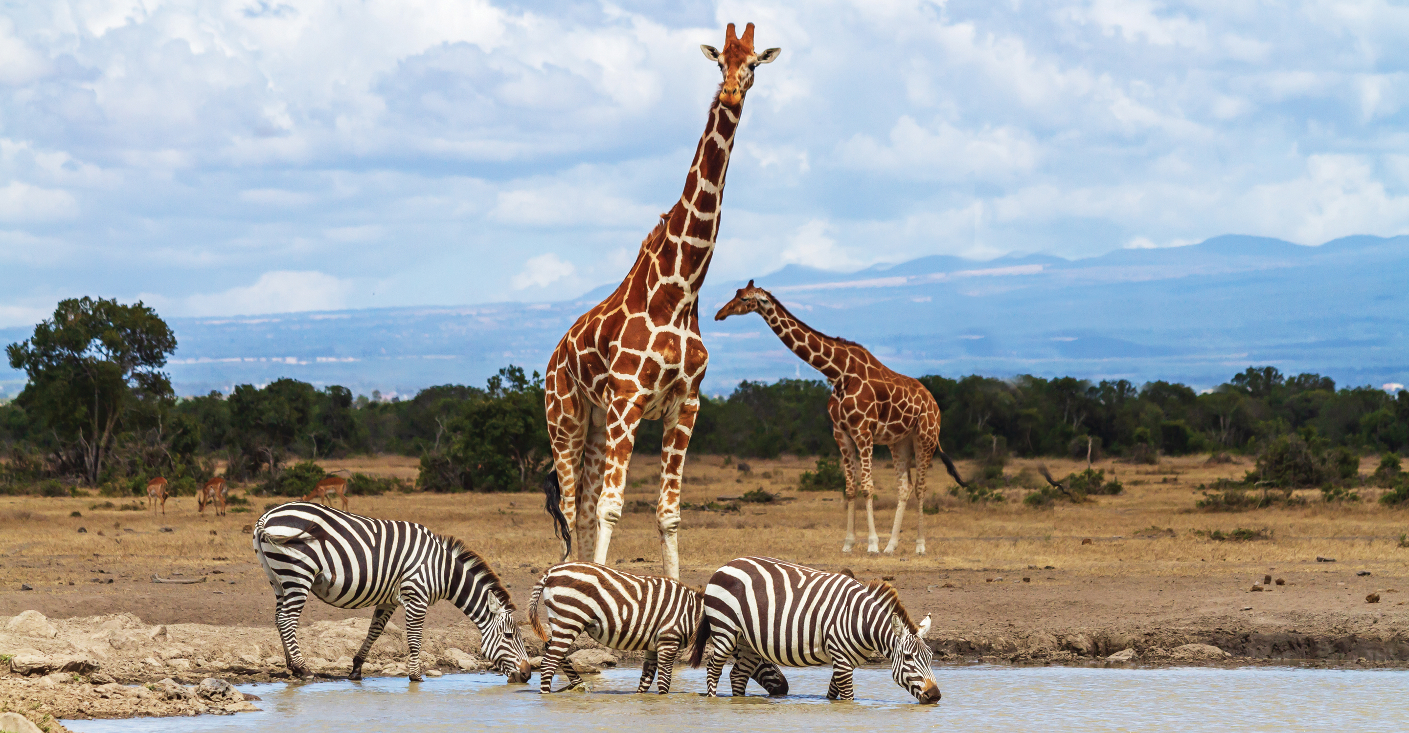 Giraffe and zebra gather at a waterhole in Ongava Private Reserve, Etosha National Park, Namibia