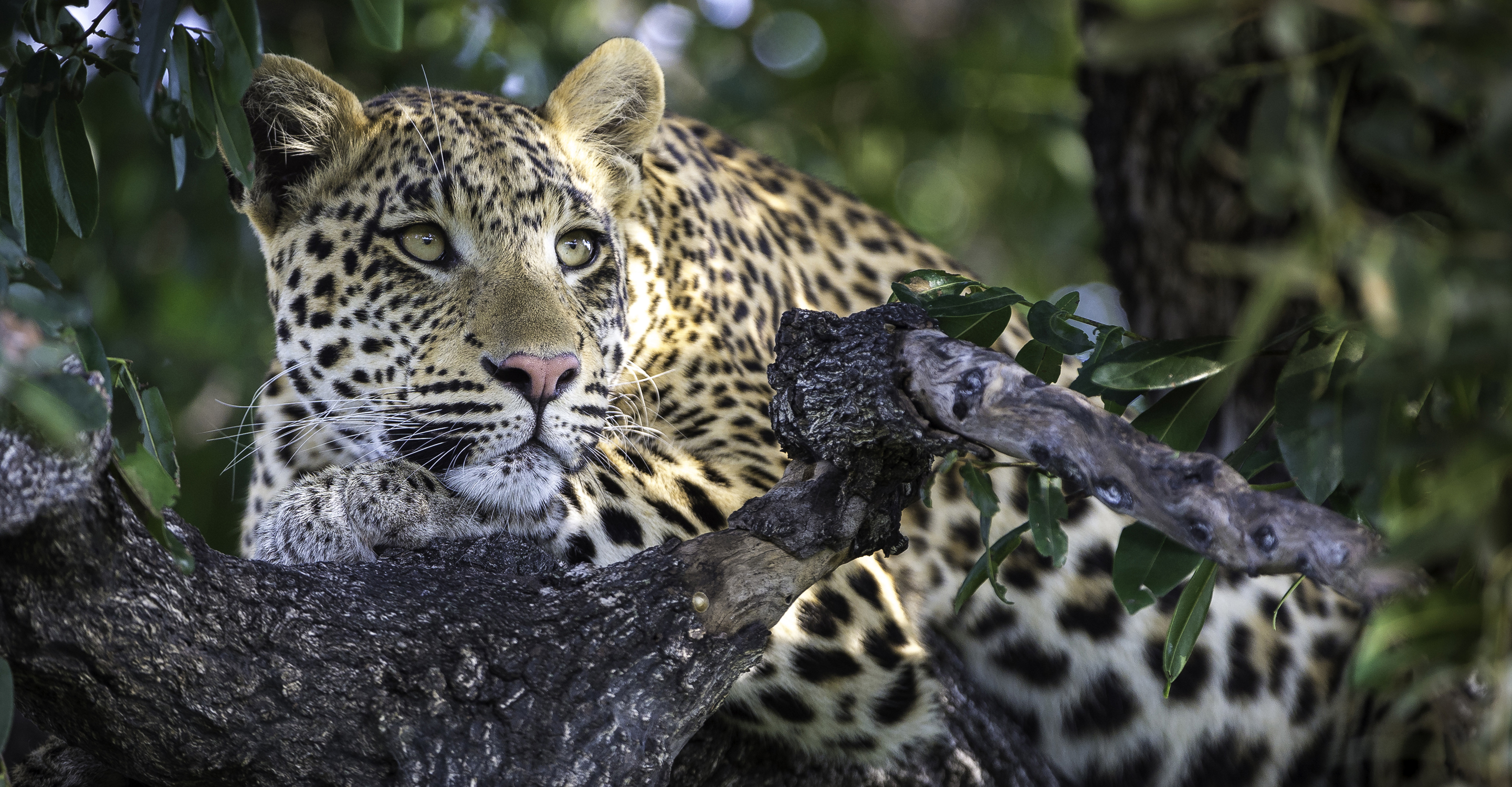 A leopard gazes through the branches in a tree, Okavango Delta, Botswana