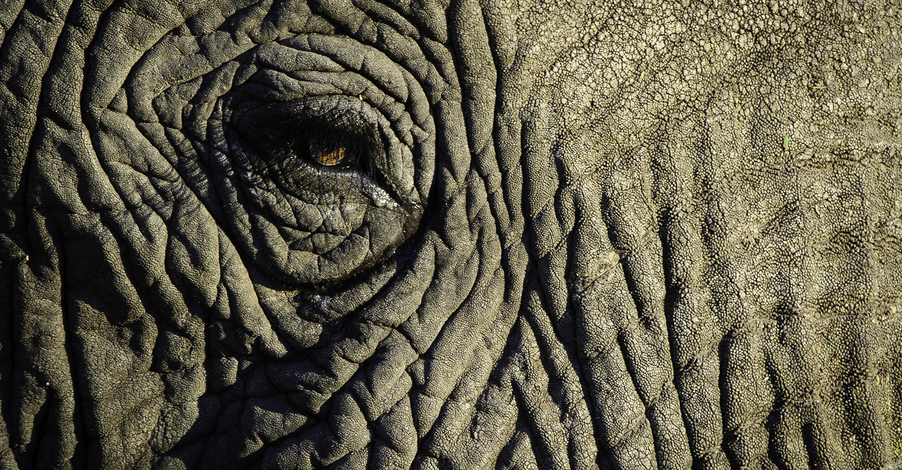 A close-up of an African elephants eye, Private Linyanti Reserve, Botswana