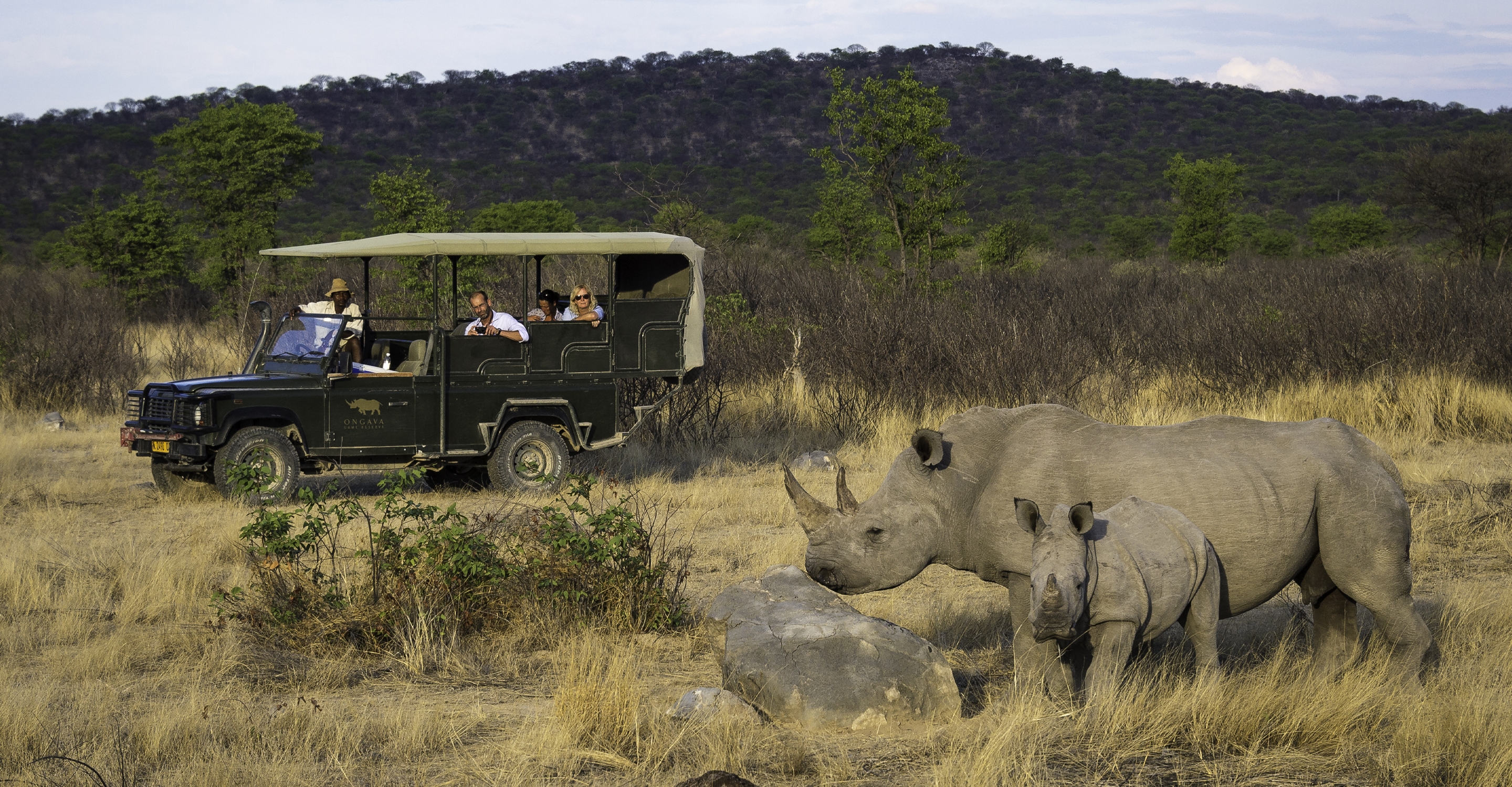 Travelers in a safari vehicle view two white rhino in Ongava Private Reserve, Namibia