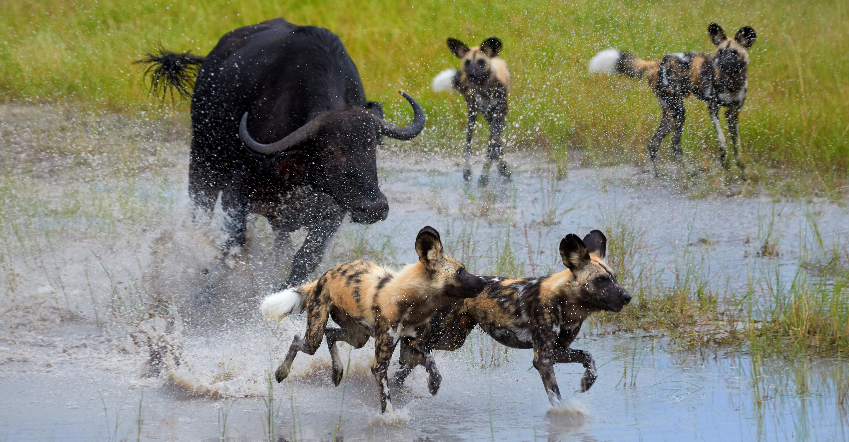 African water buffalo chasing African wild dogs in the Okavango Delta, Botswana