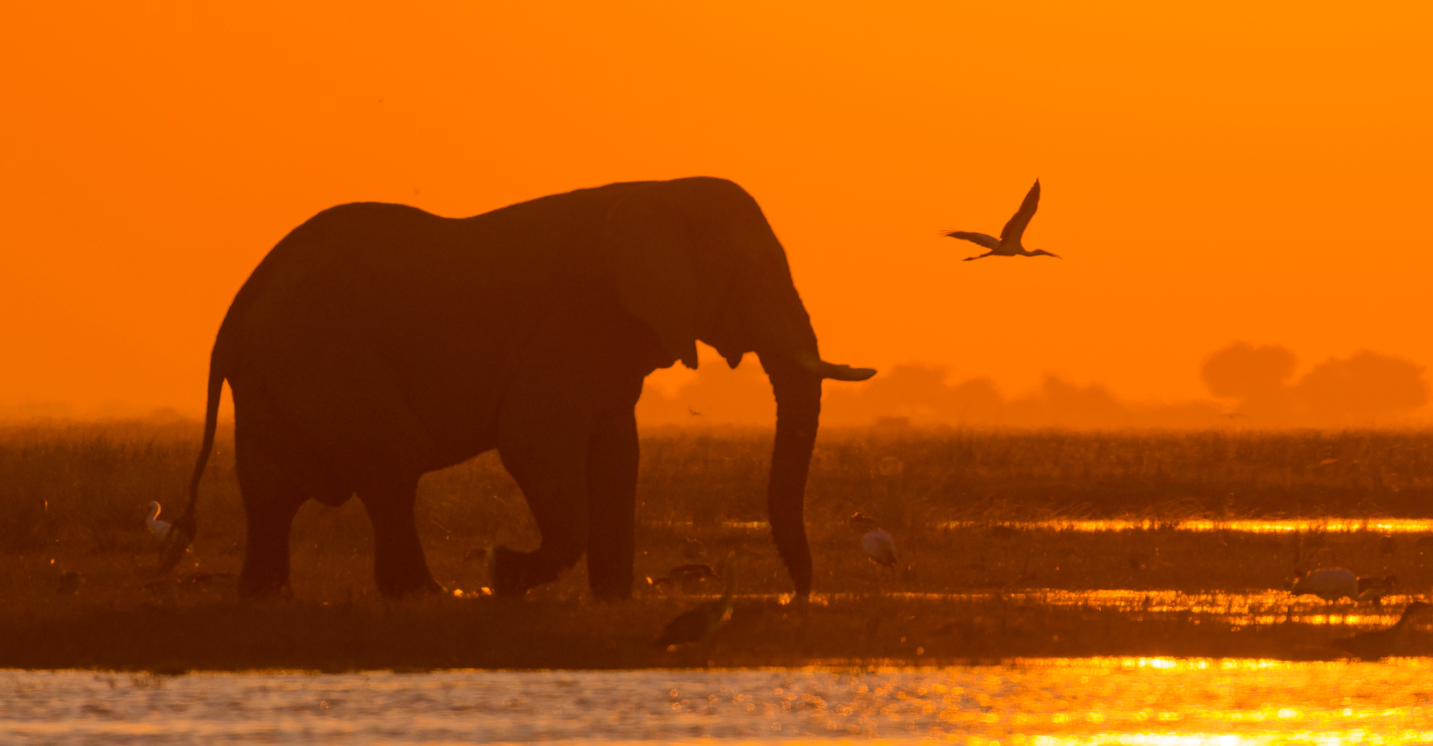 Sunset silhouette of an African elephant crossing the Chobe River, Chobe National Park, Botswana