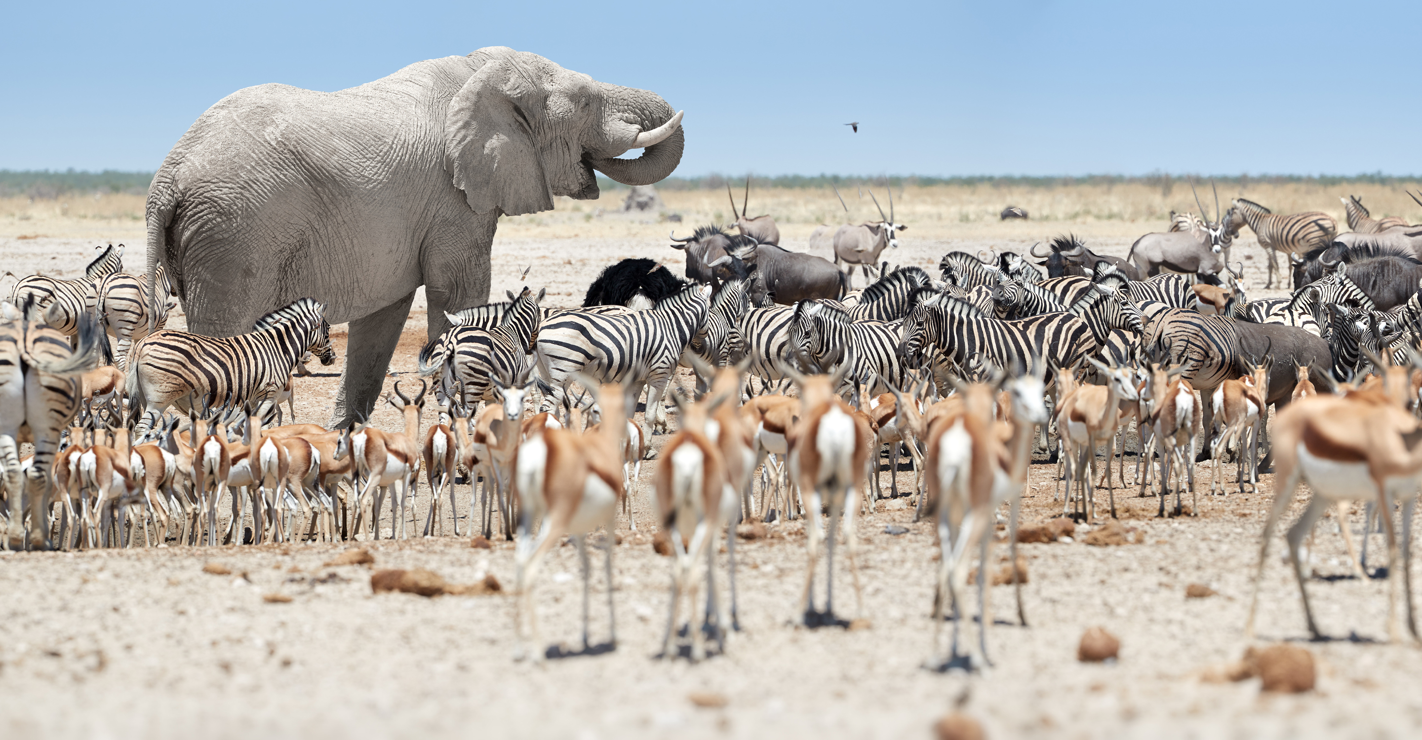 Springbok, zebra and elephant gather at a waterhole in Ongava Private Reserve, Etosha National Park, Namibia