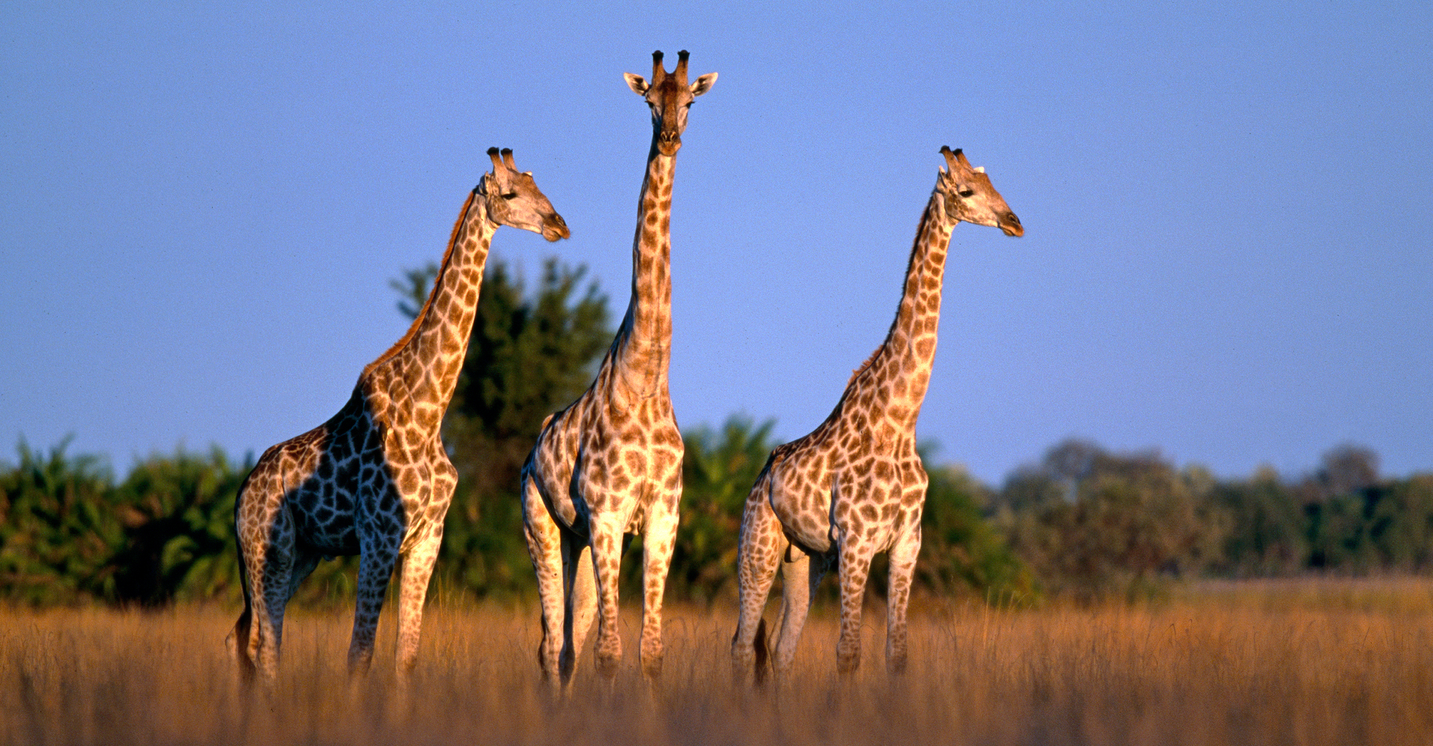 Three giraffes in the Okavango Delta, Botswana
