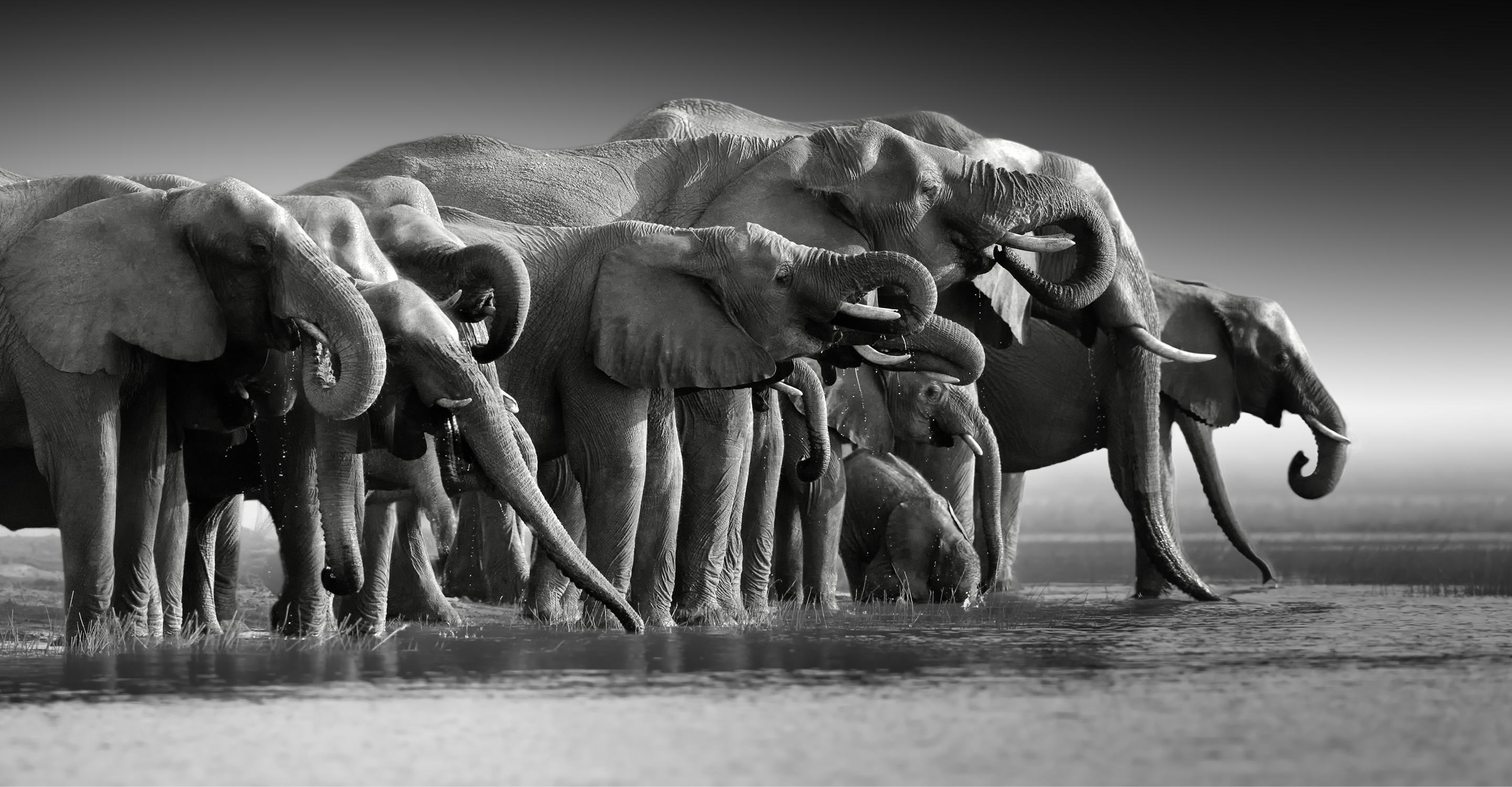 A black and white image of a herd of African elephants drinking from the Chobe River, Namibia