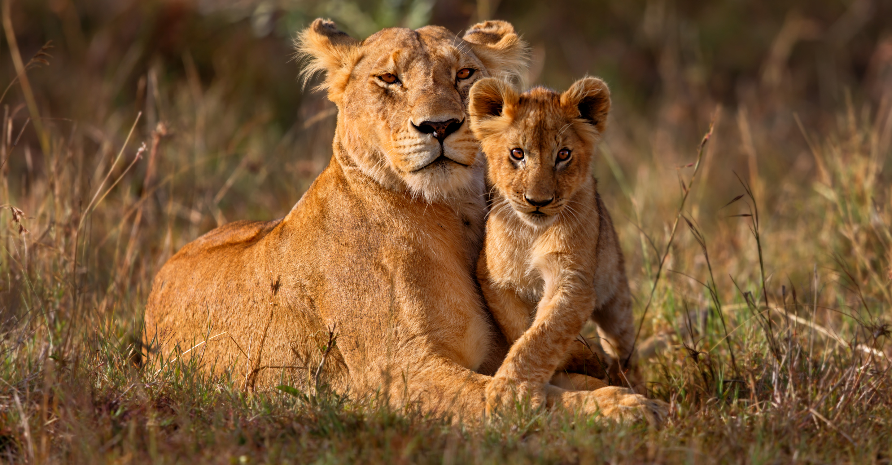 An African lioness and lion cub
