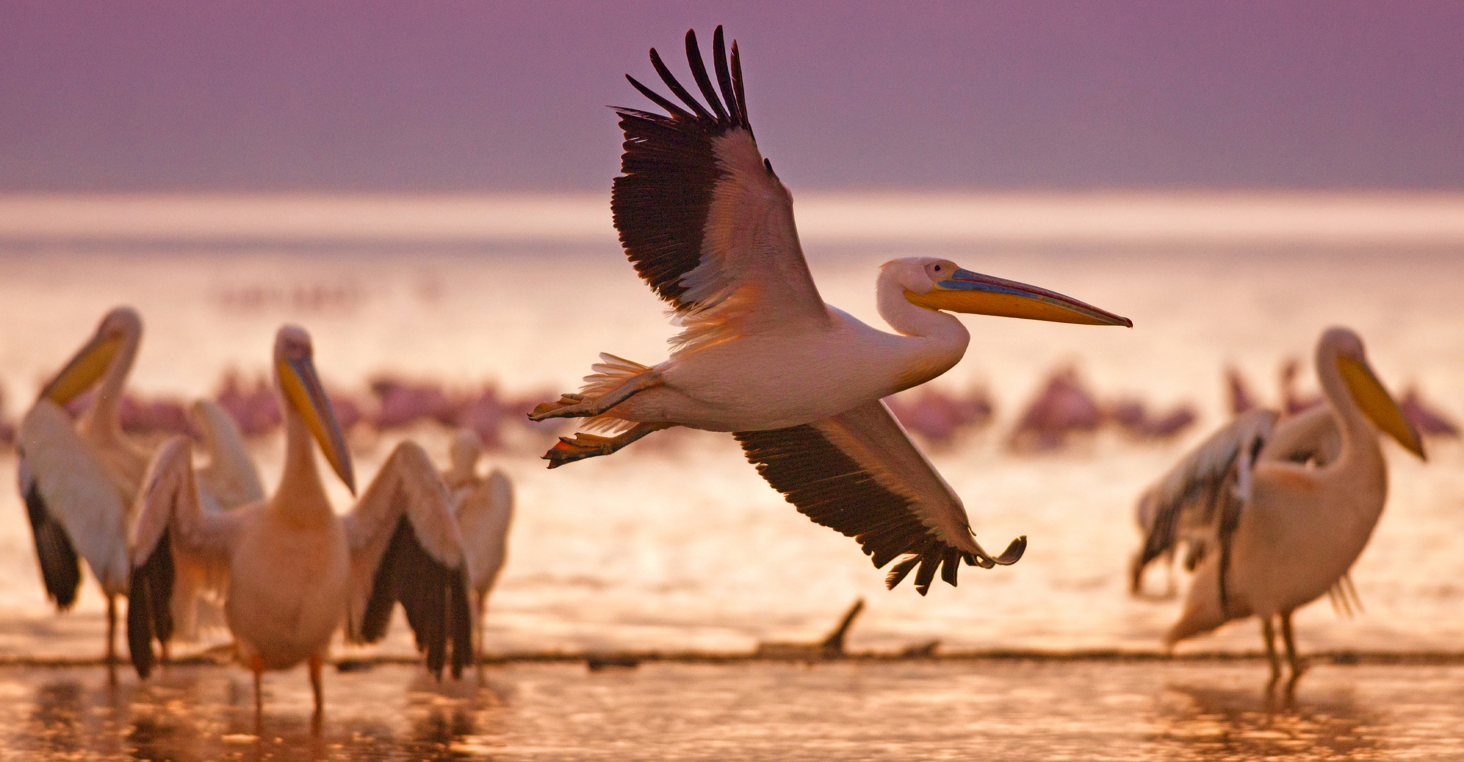 A pelican takes flight at a waterhole at sunset