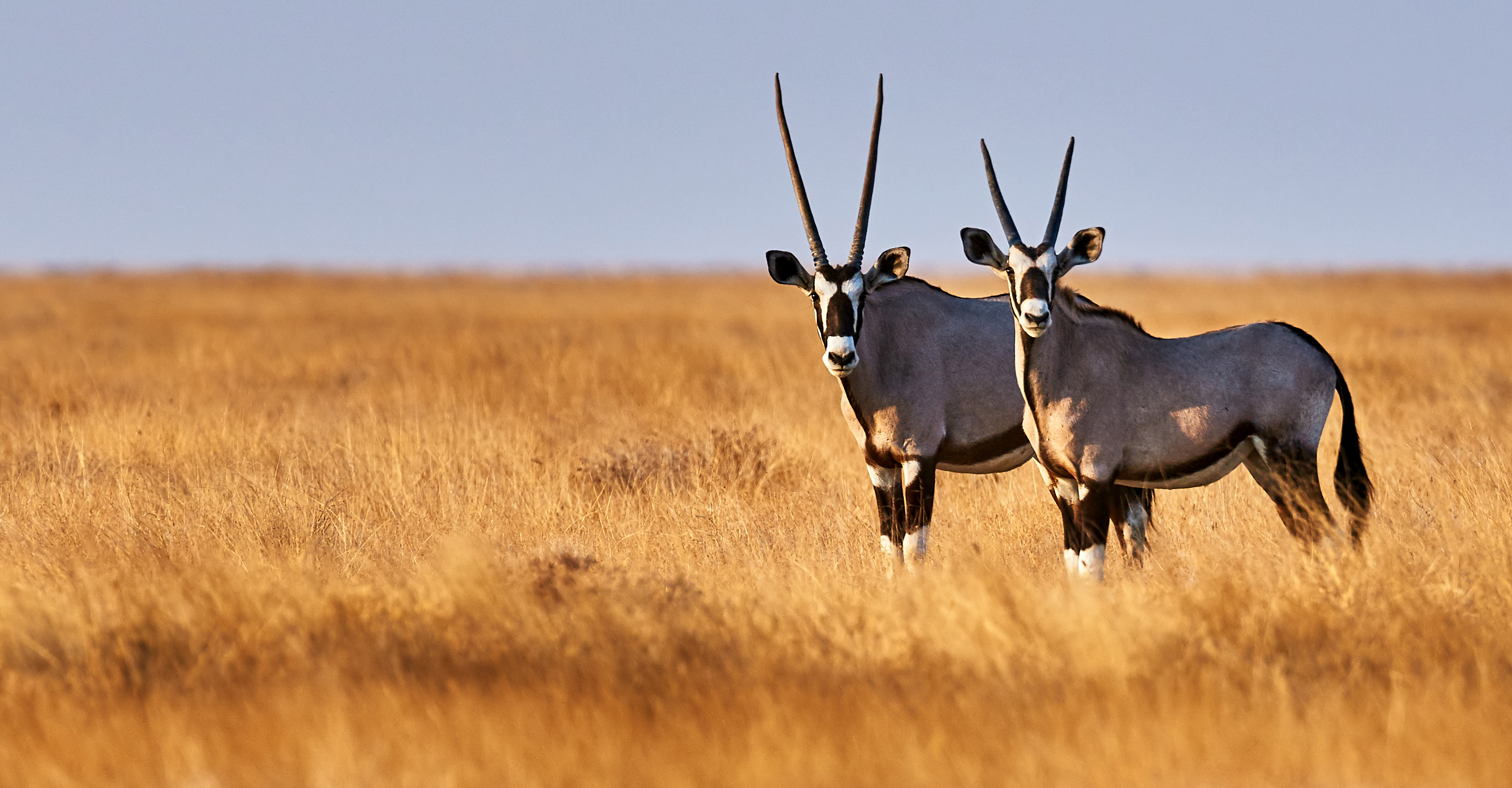 Two oryx in the savannah of Etosha National Park, Namibia