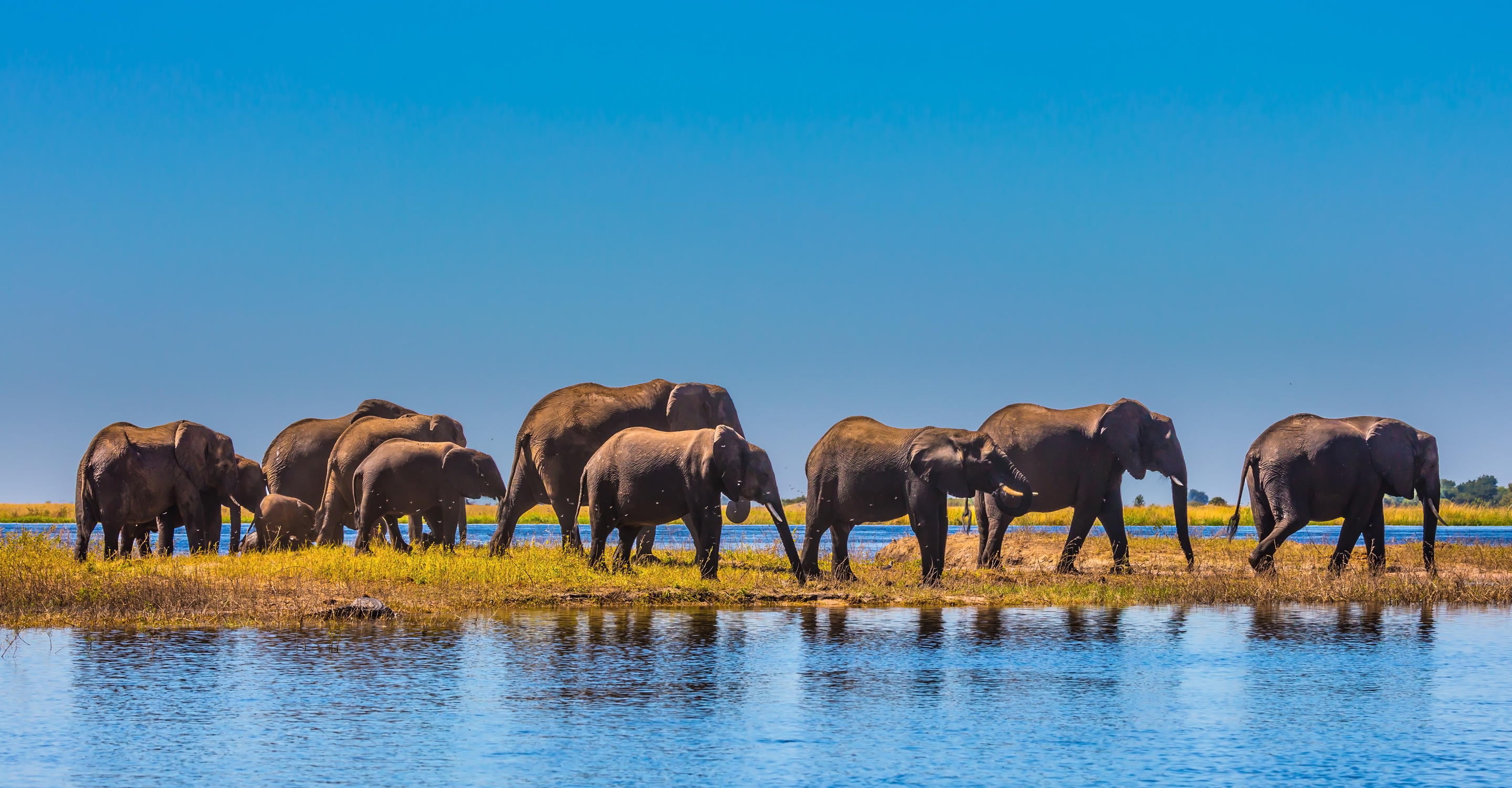 African elephants walk past a waterhole in Chobe National Park, Botswana