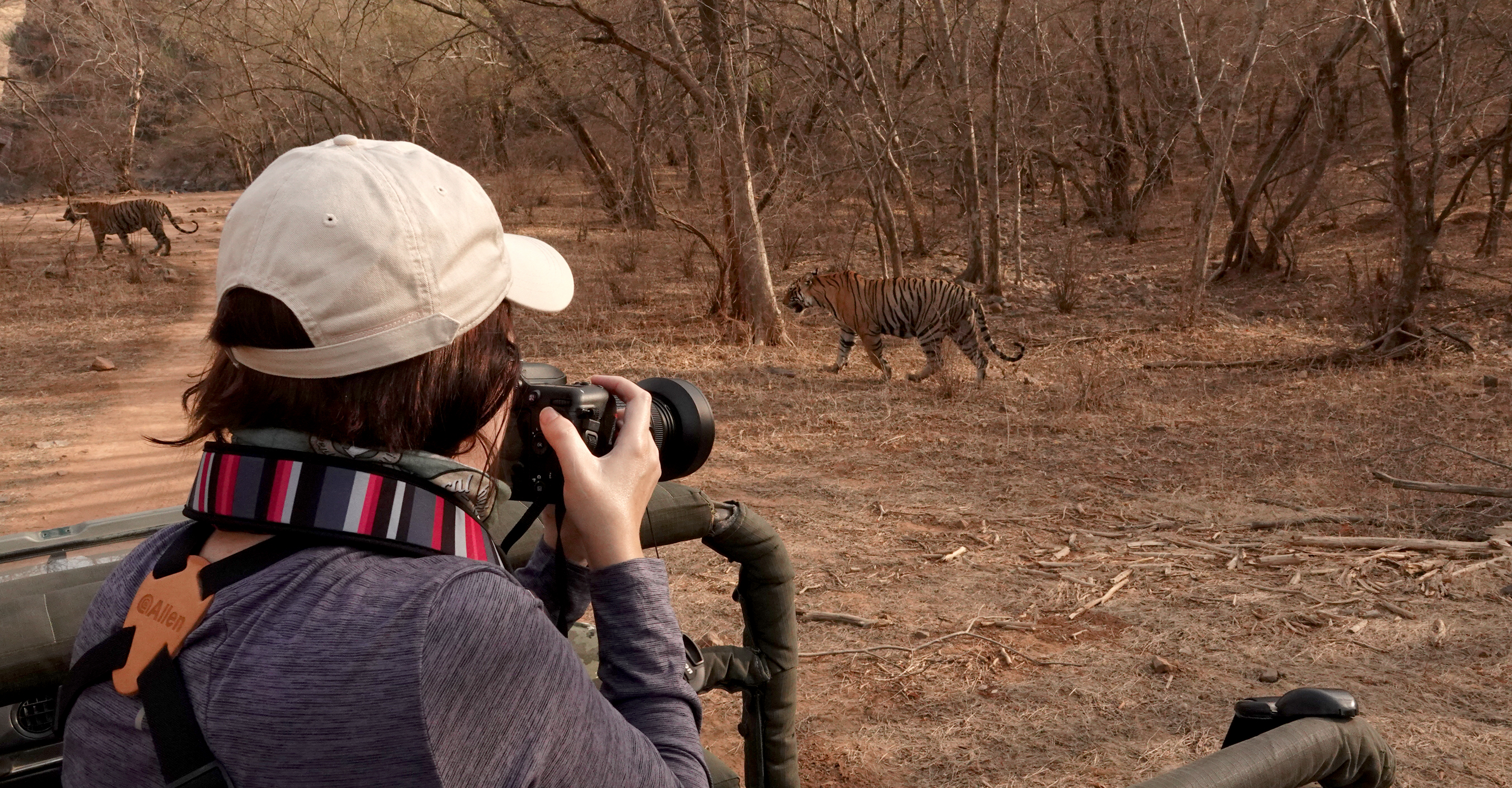 A Natural Habitat Adventures traveler in a safari vehicle photographs two tigers in Ranthambore National Park, India