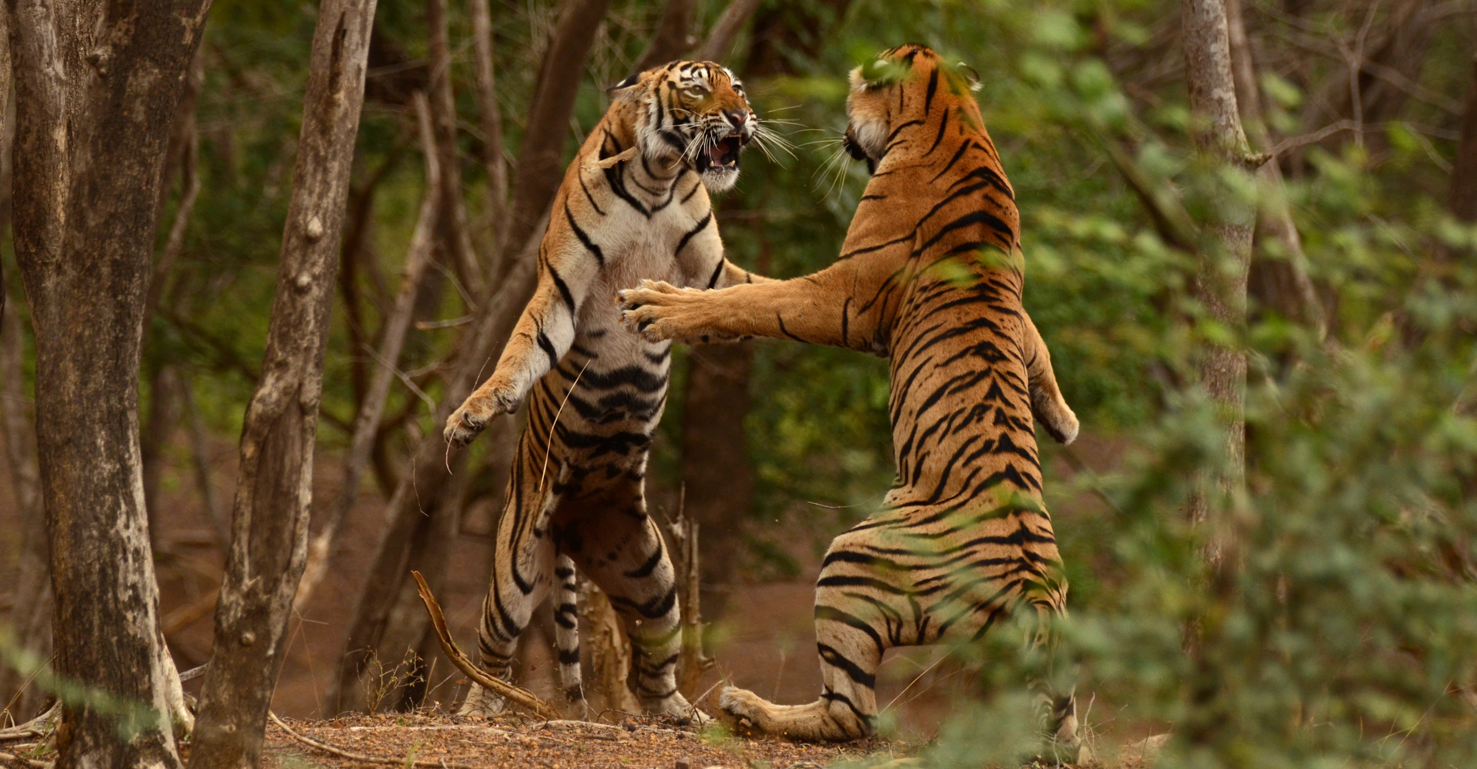Two tigers stand on their hind legs as they fight each other in Ranthambore National Park, India