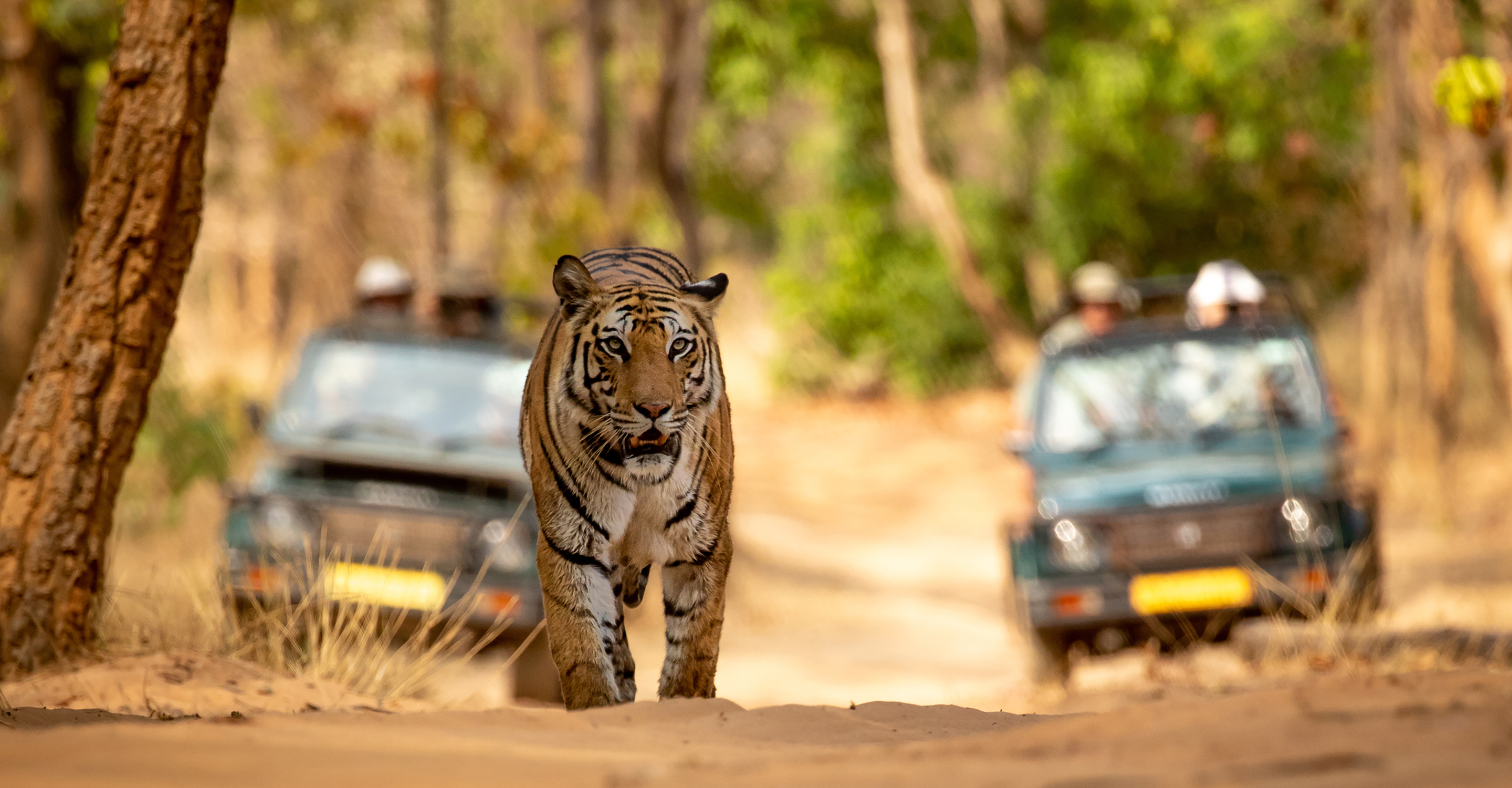 A tiger walks along a dirt road away from safari jeeps in Ranthambore National Park, India