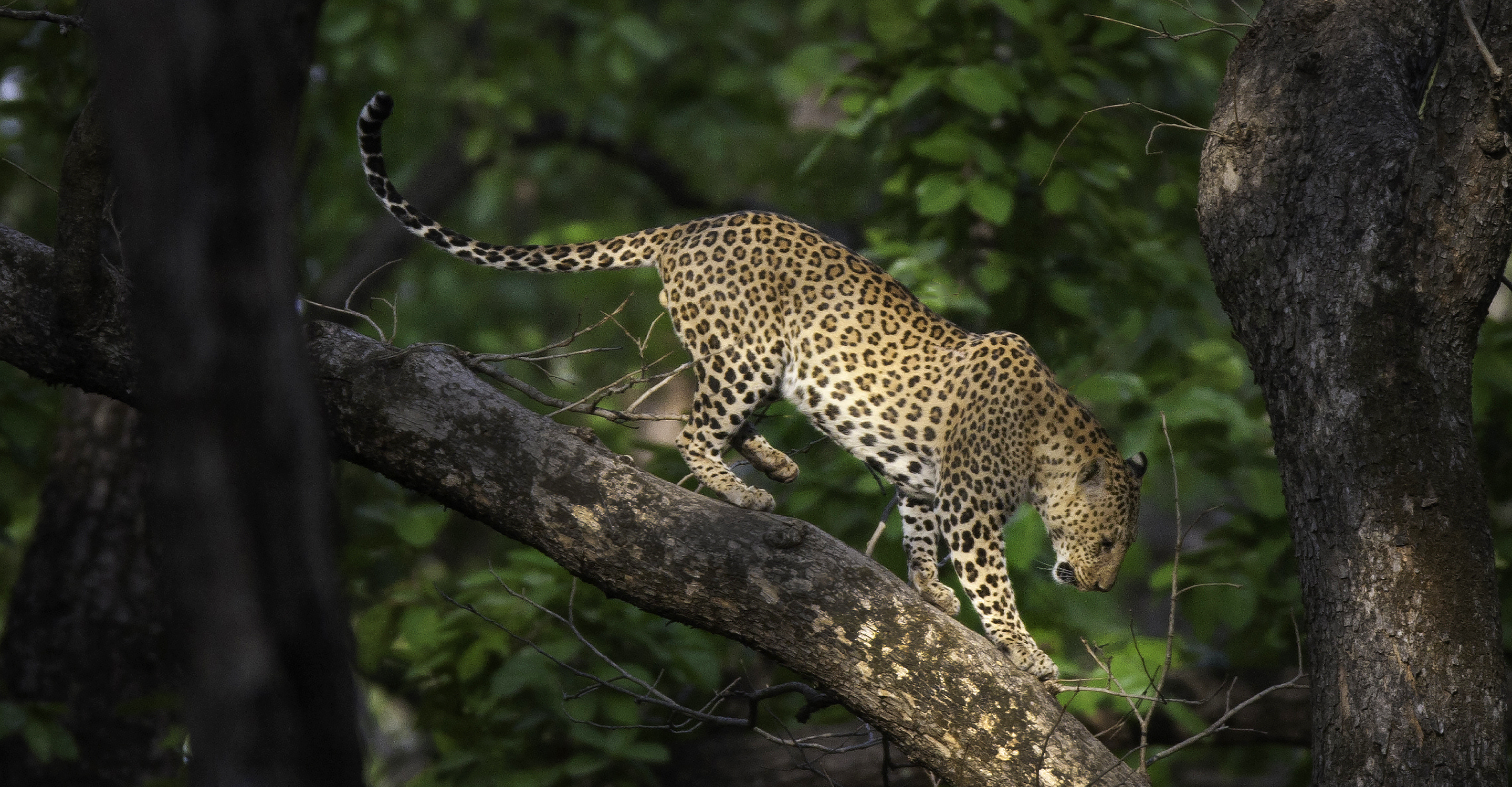 A leopard walks down a tree branch in Jhalana Leopard Reserve, India