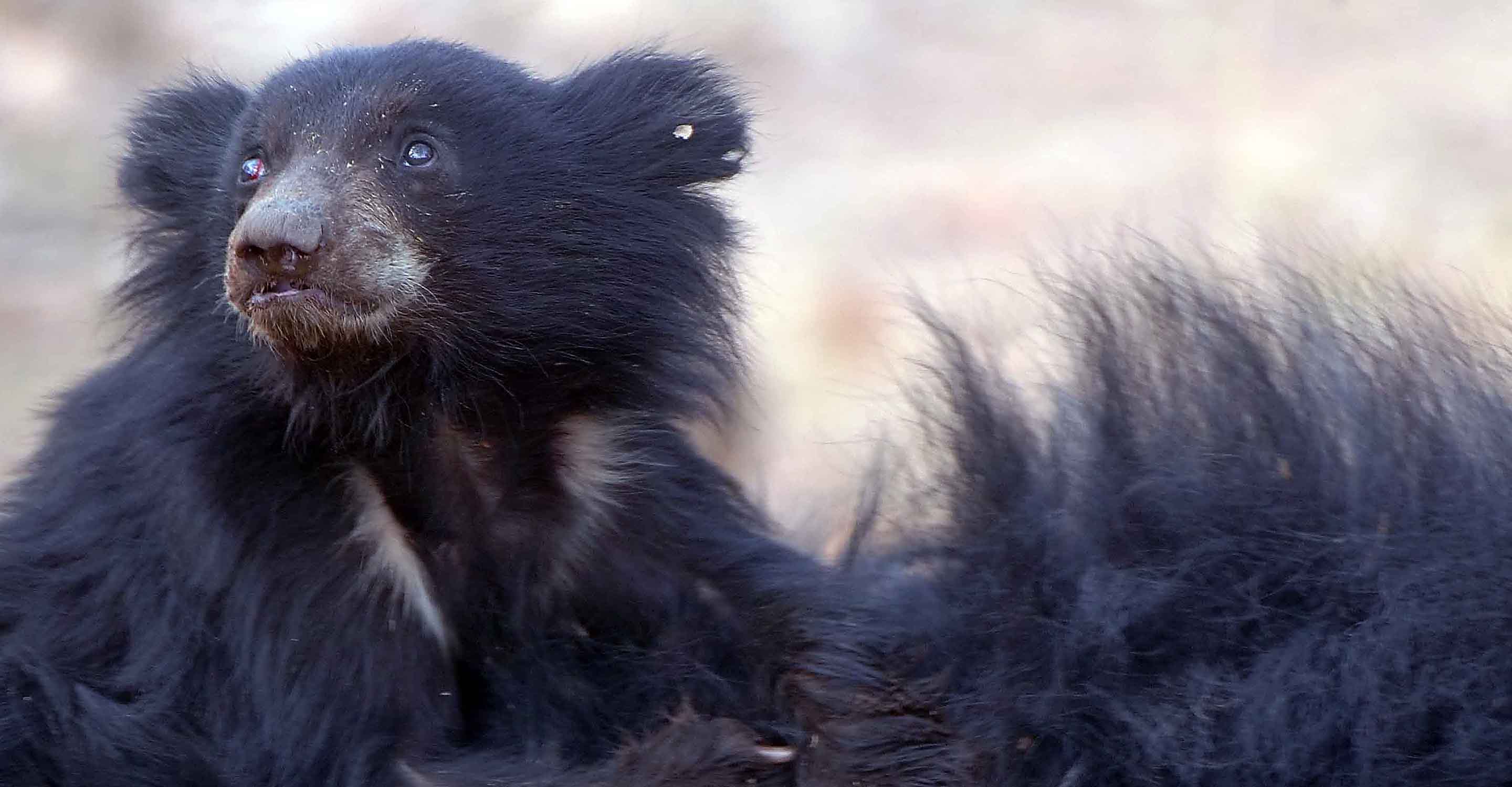 A close-up of a sloth bear cub lying on its mother in Ranthambore National Park, India