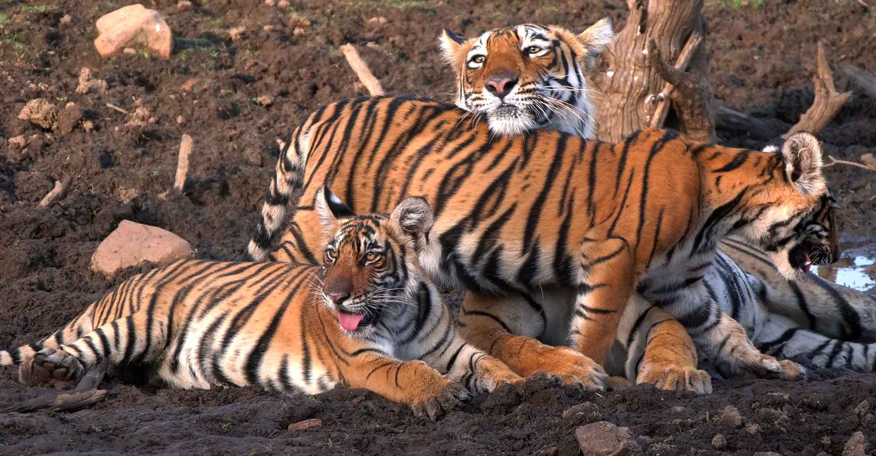 A mother tiger and her two cubs rest together in Ranthambore National Park, India