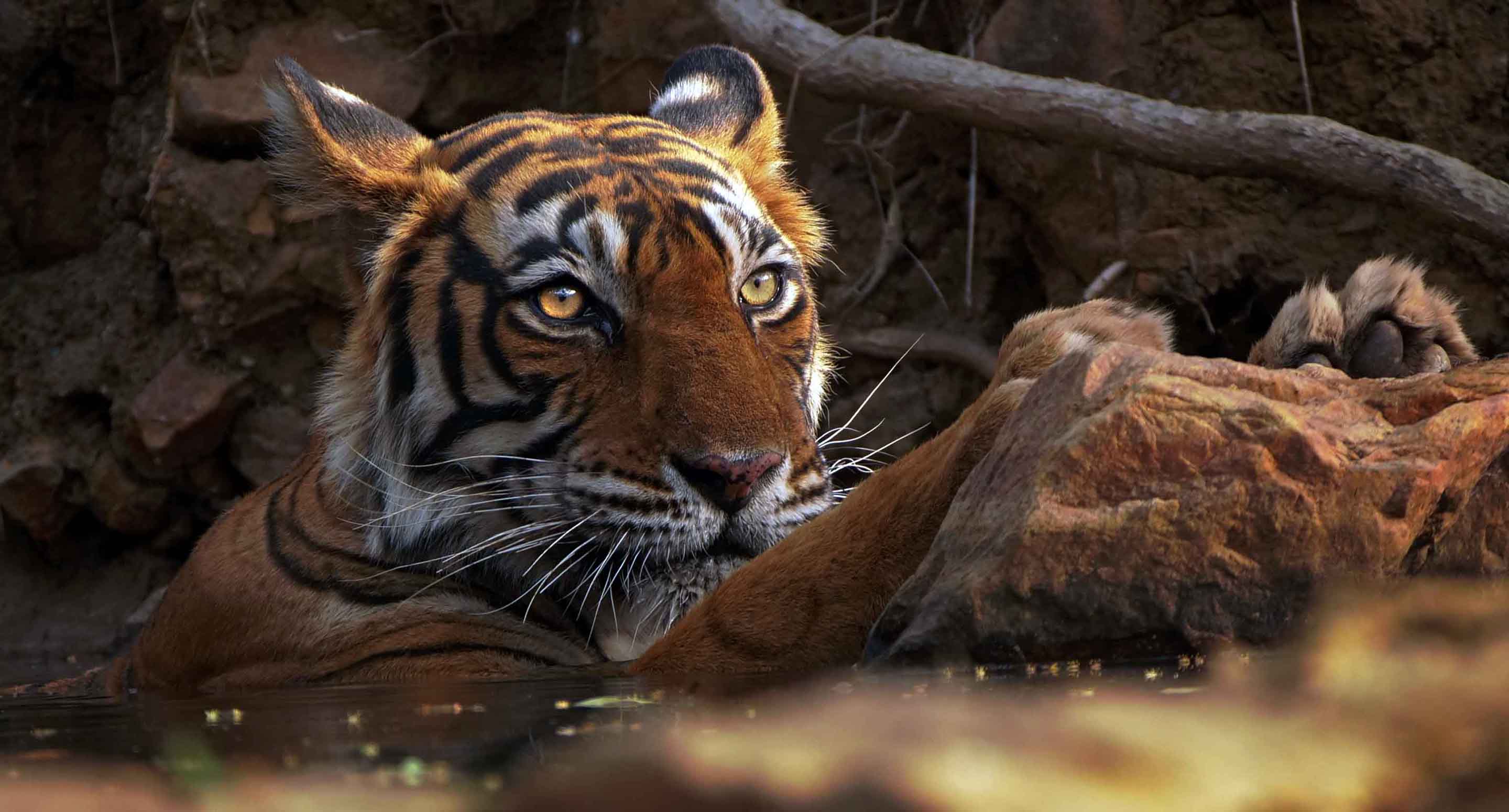 Close-up of a tiger cooling off in a waterhole in Ranthambore National Park, India