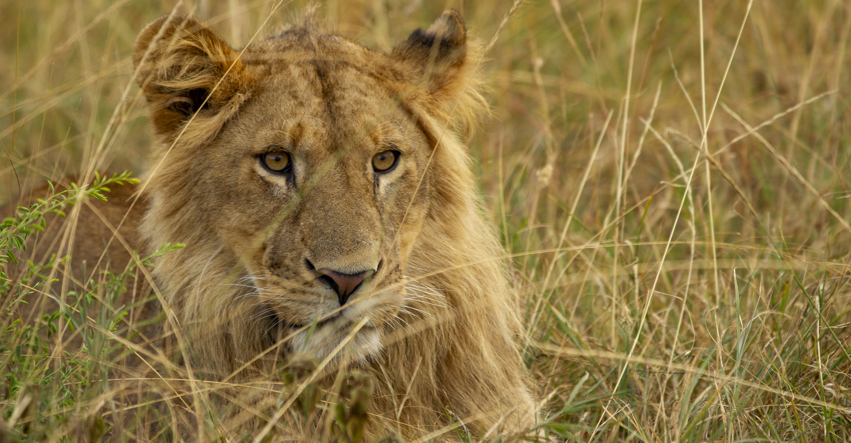 A young African lion rests in the tall grass in the Maasai Mara National Reserve, Kenya