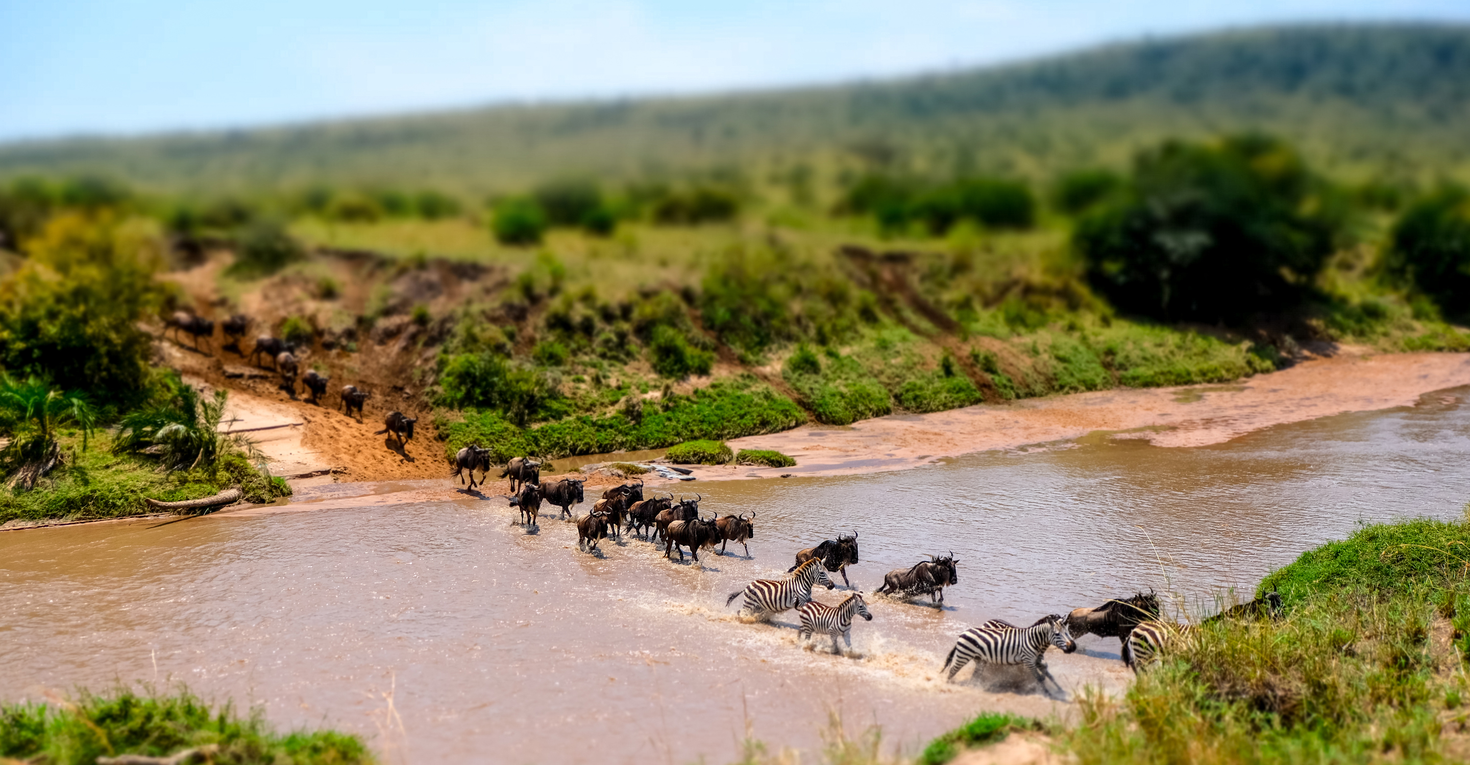 A herd of wildebeest and zebra cross the river during the great migration, Maasai Mara National Reserve, Kenya