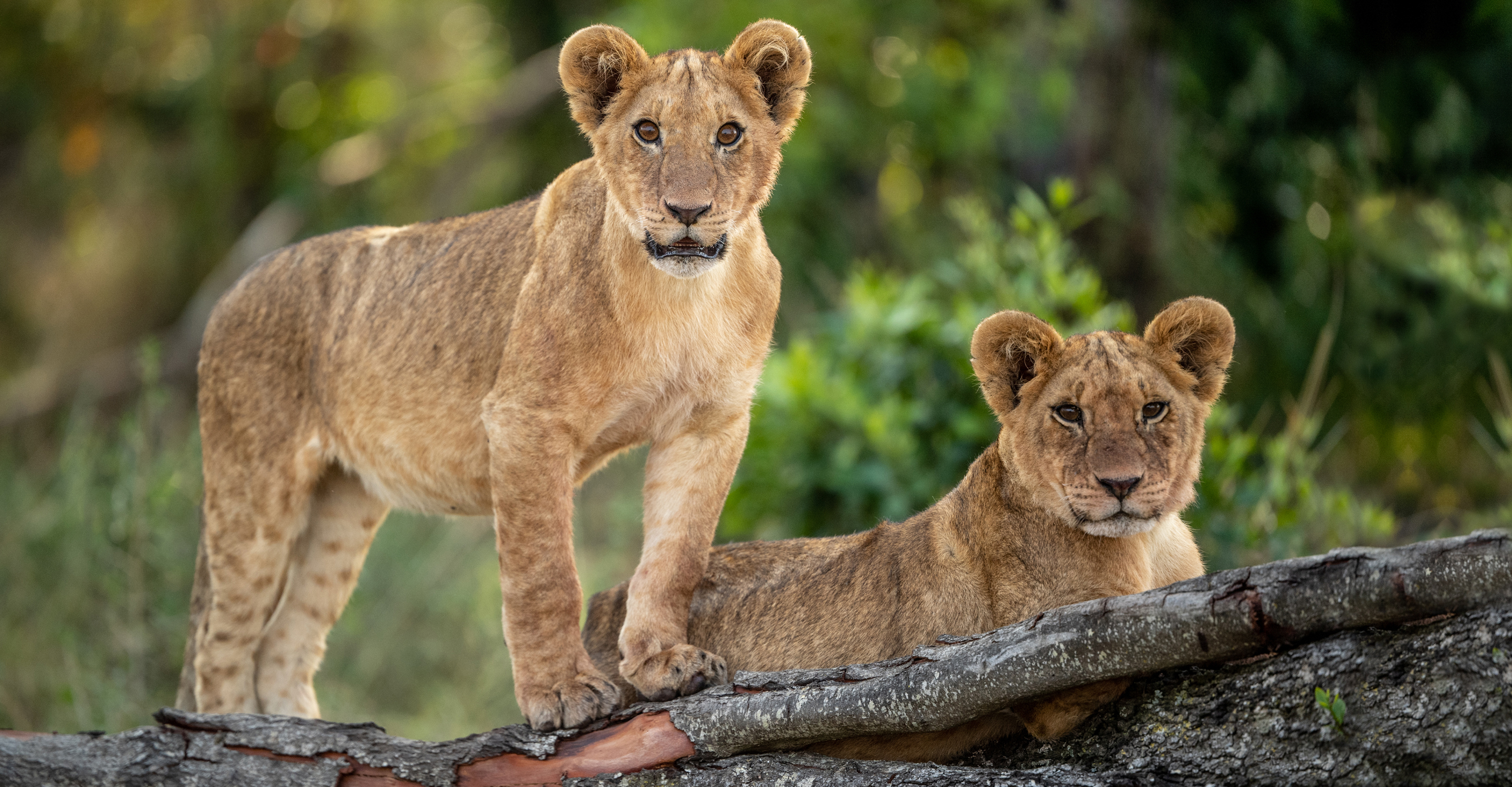 Two African lion cubs stand on a downed tree and look towards the camera, Maasai Mara National Reserve, Kenya