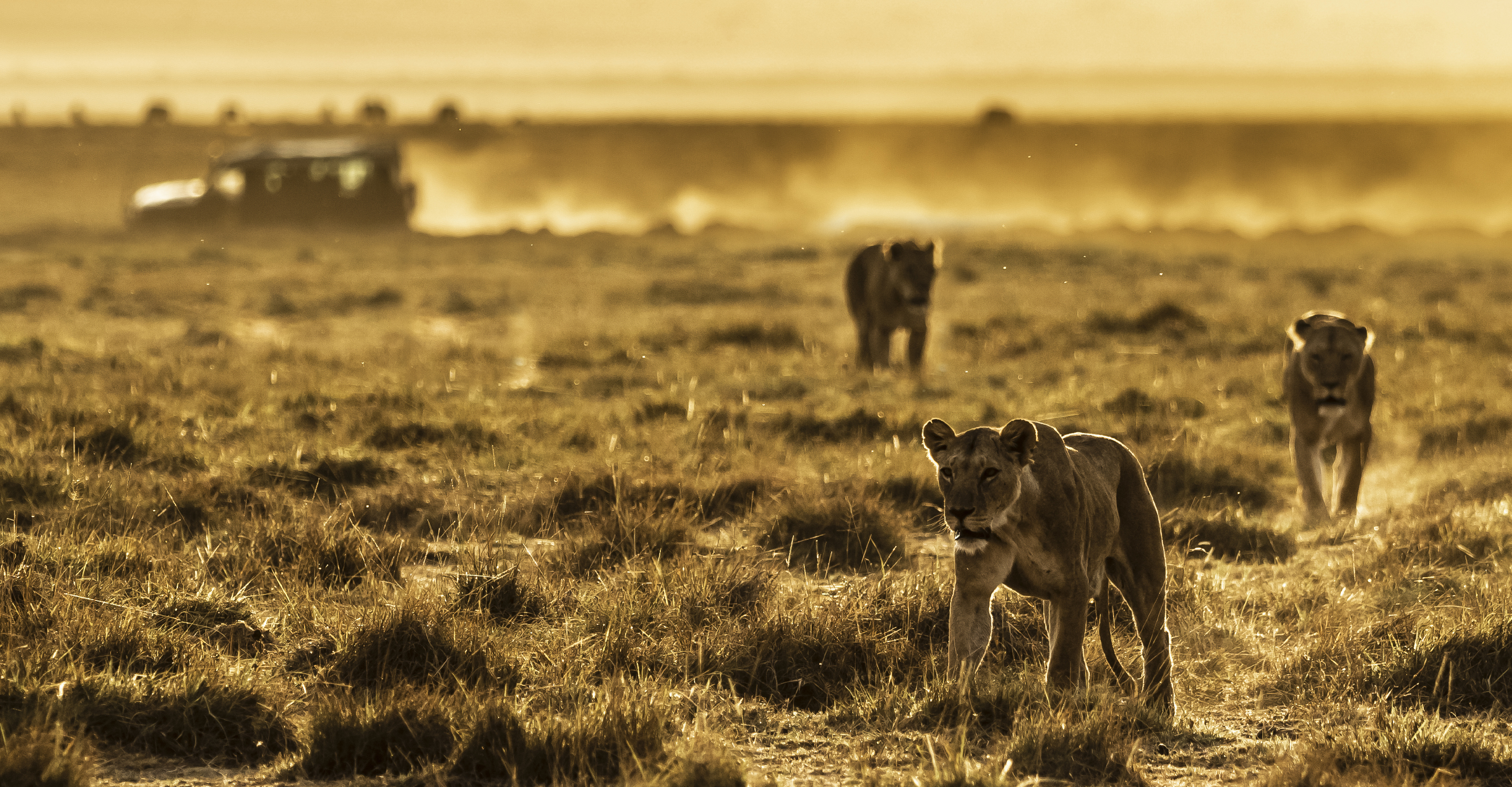 Three African lionesses walk away from a safari truck in the Maasai Mara National Reserve, Kenya