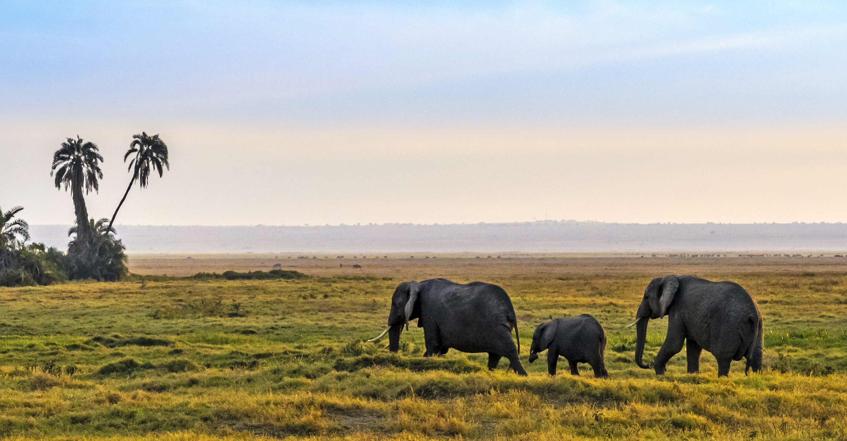 Two adult African elephants and a baby elephant walk together in Serengeti National Park, Tanzania