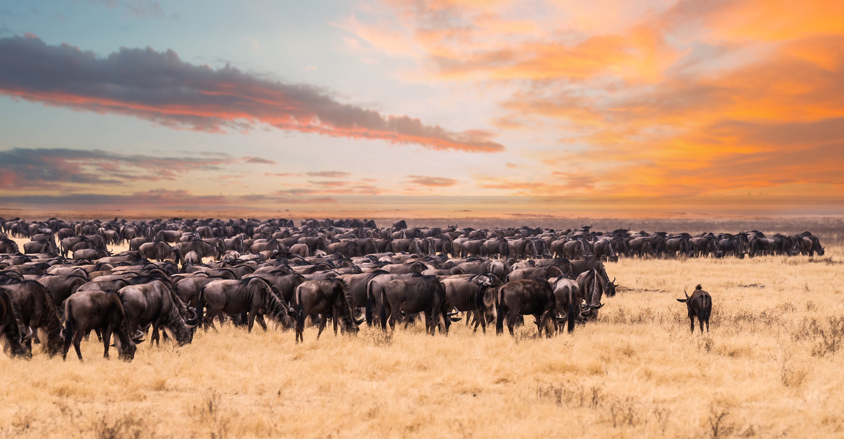 A herd of wildebeest graze at sunset in Serengeti National Park,Tanzania