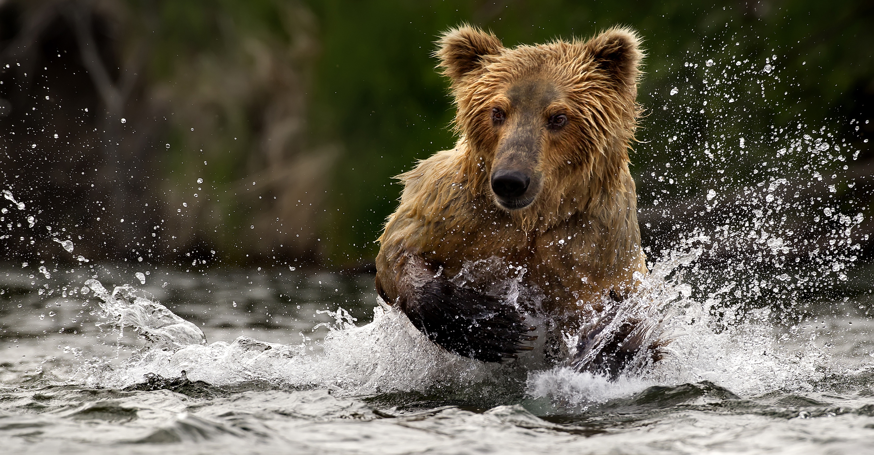 Bears of Brooks Falls: A Photo Pro Expedition