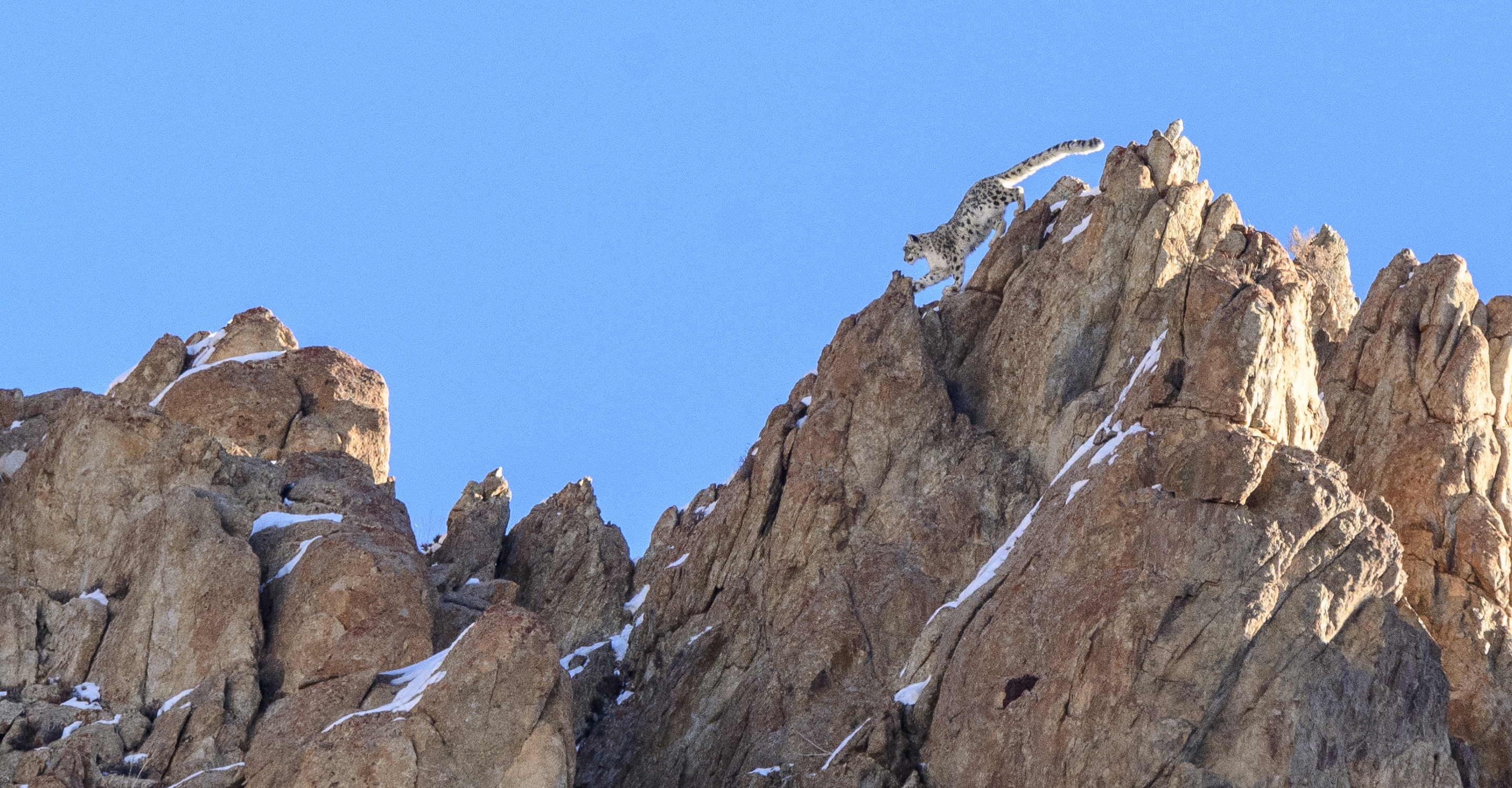 Snow Leopard Quest: A Photo Pro Expedition