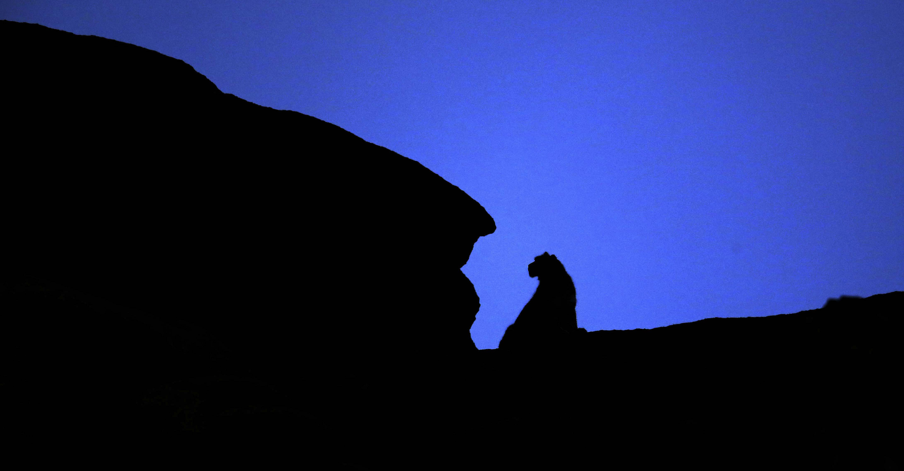 A silhouette of a sitting snow leopard at dusk in Ladakh, India