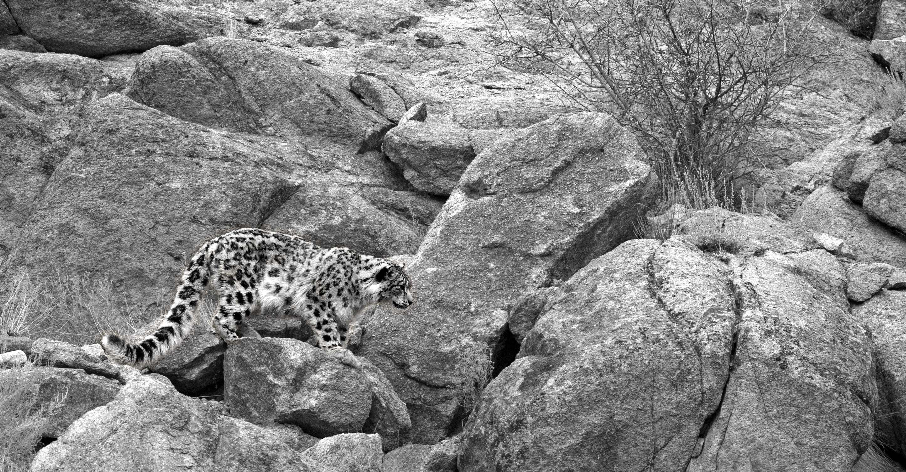 A black and white image of a snow leopard perched on a rock in Ladakh, India