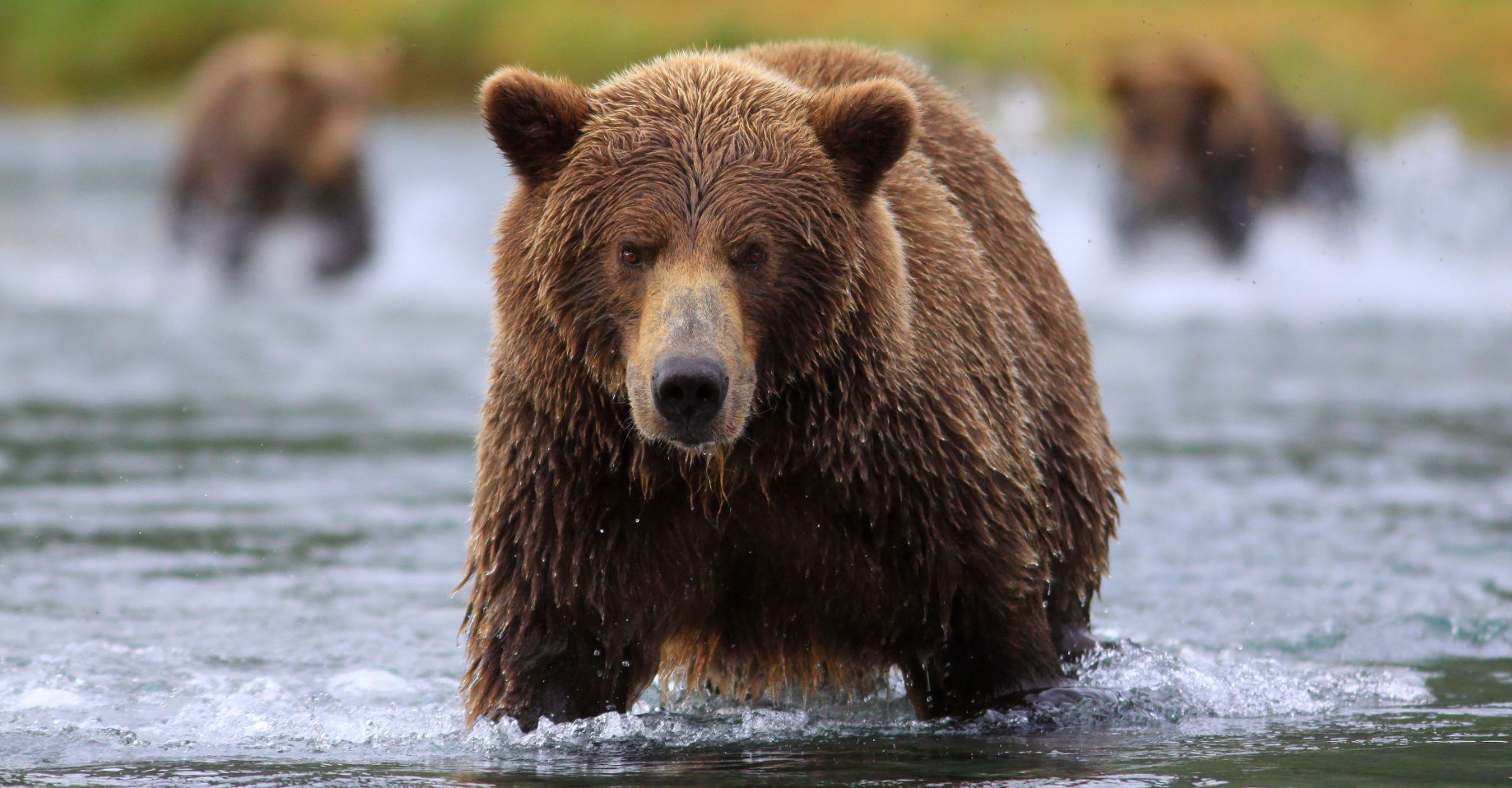 A brown bear looks for salmon in the water in Katmai National Park, Alaska, USA
