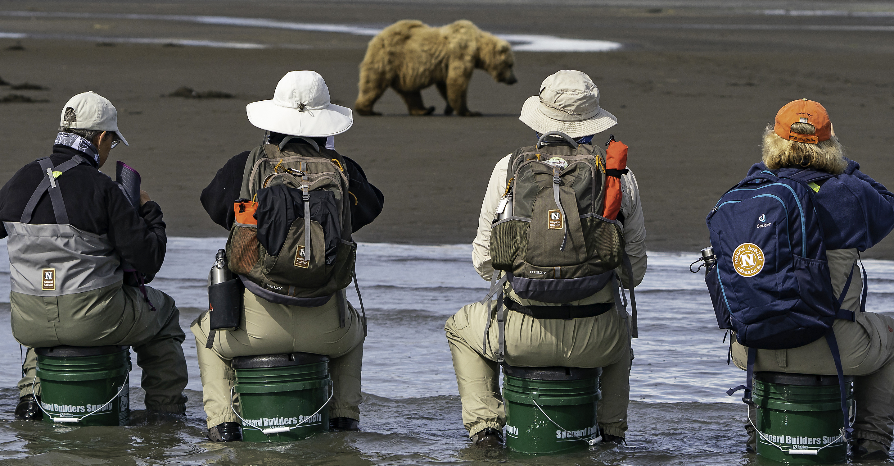 Travelers sit and watch brown bears looking for salmon on the coast in Katmai National Park, Alaska, USA