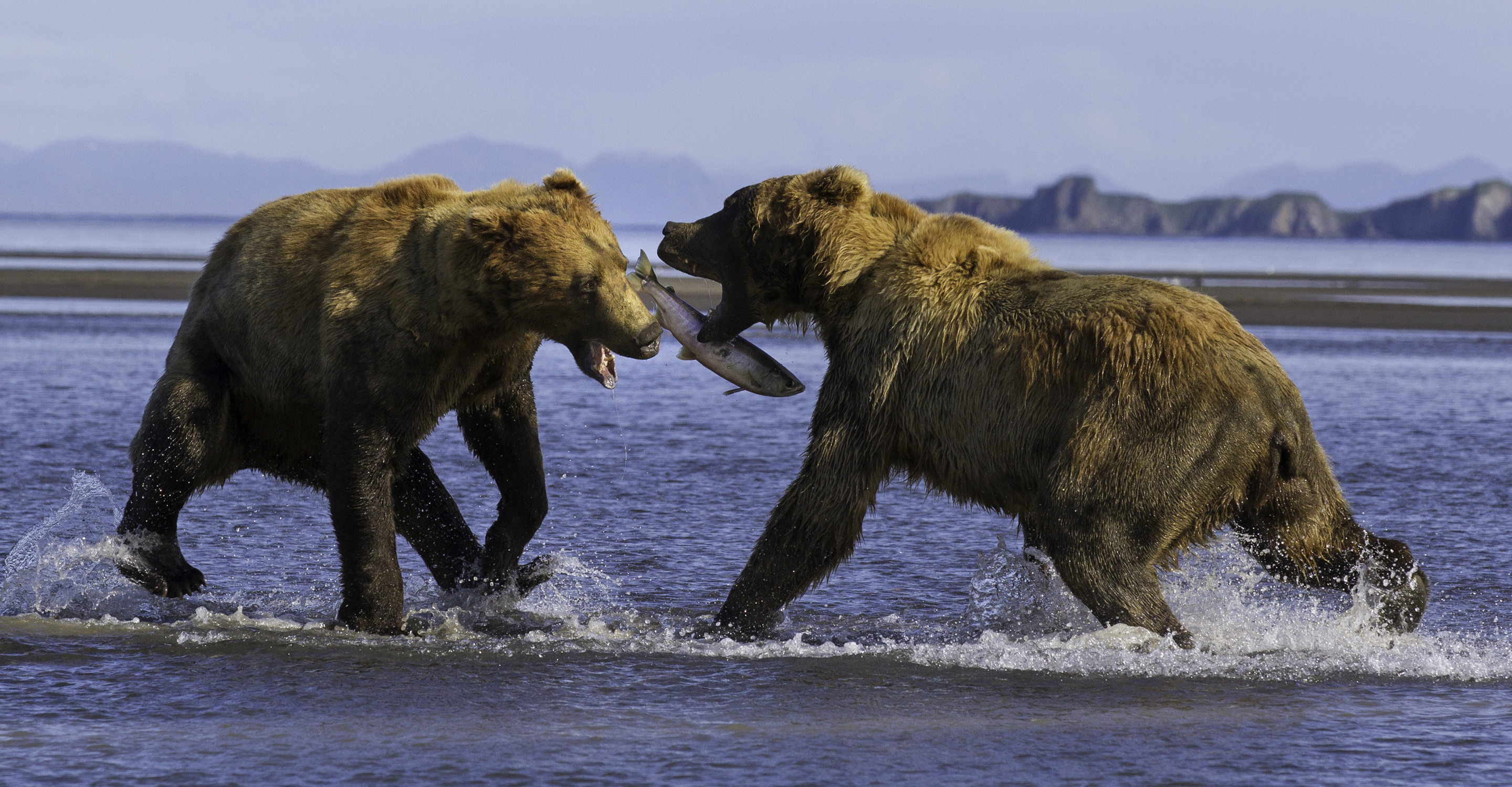 Two brown bears fight over a salmon on the coast in Katmai National Park, Alaska, USA