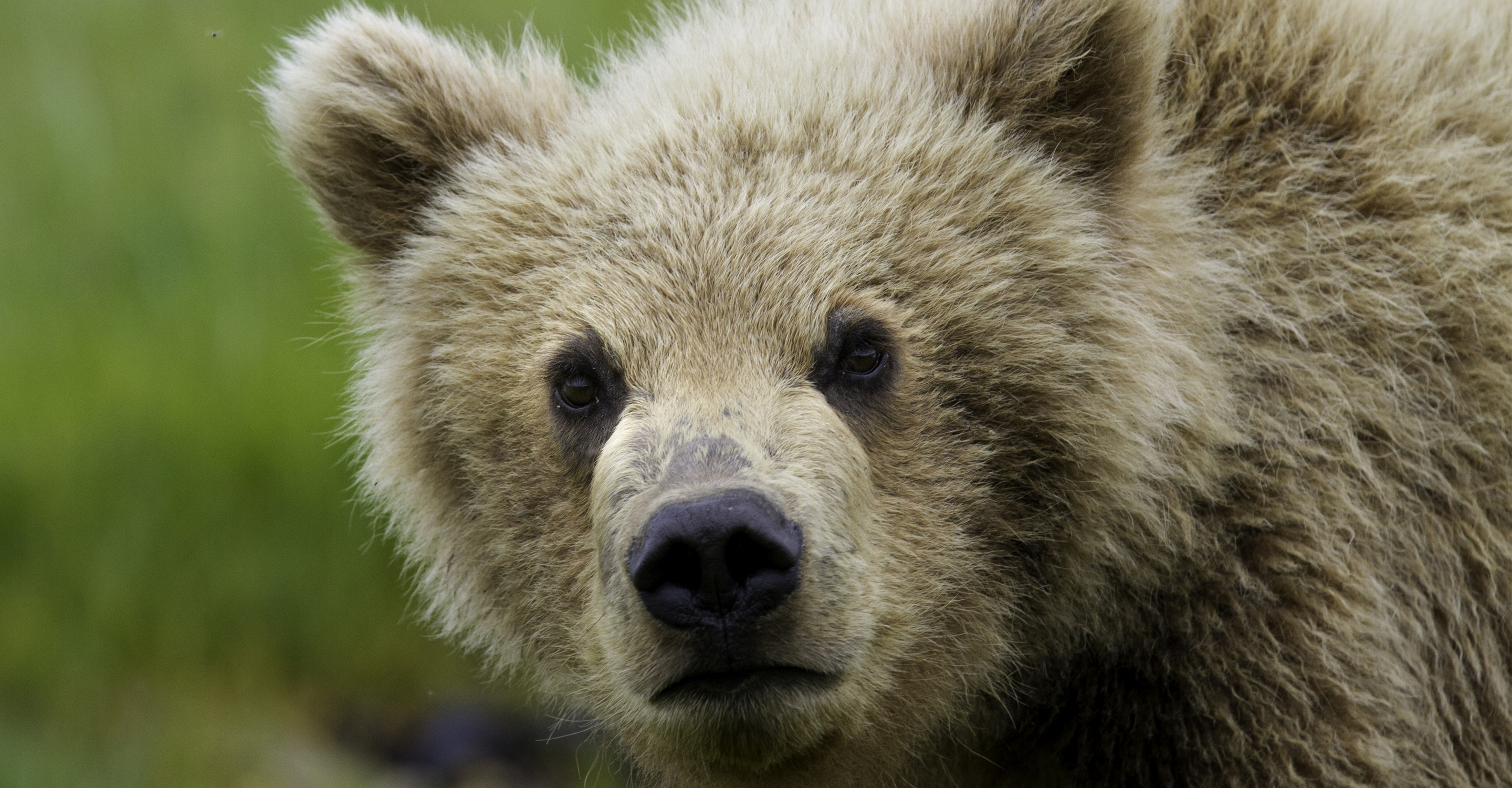 Close-up of a brown bear cub, Katmai National Park, USA