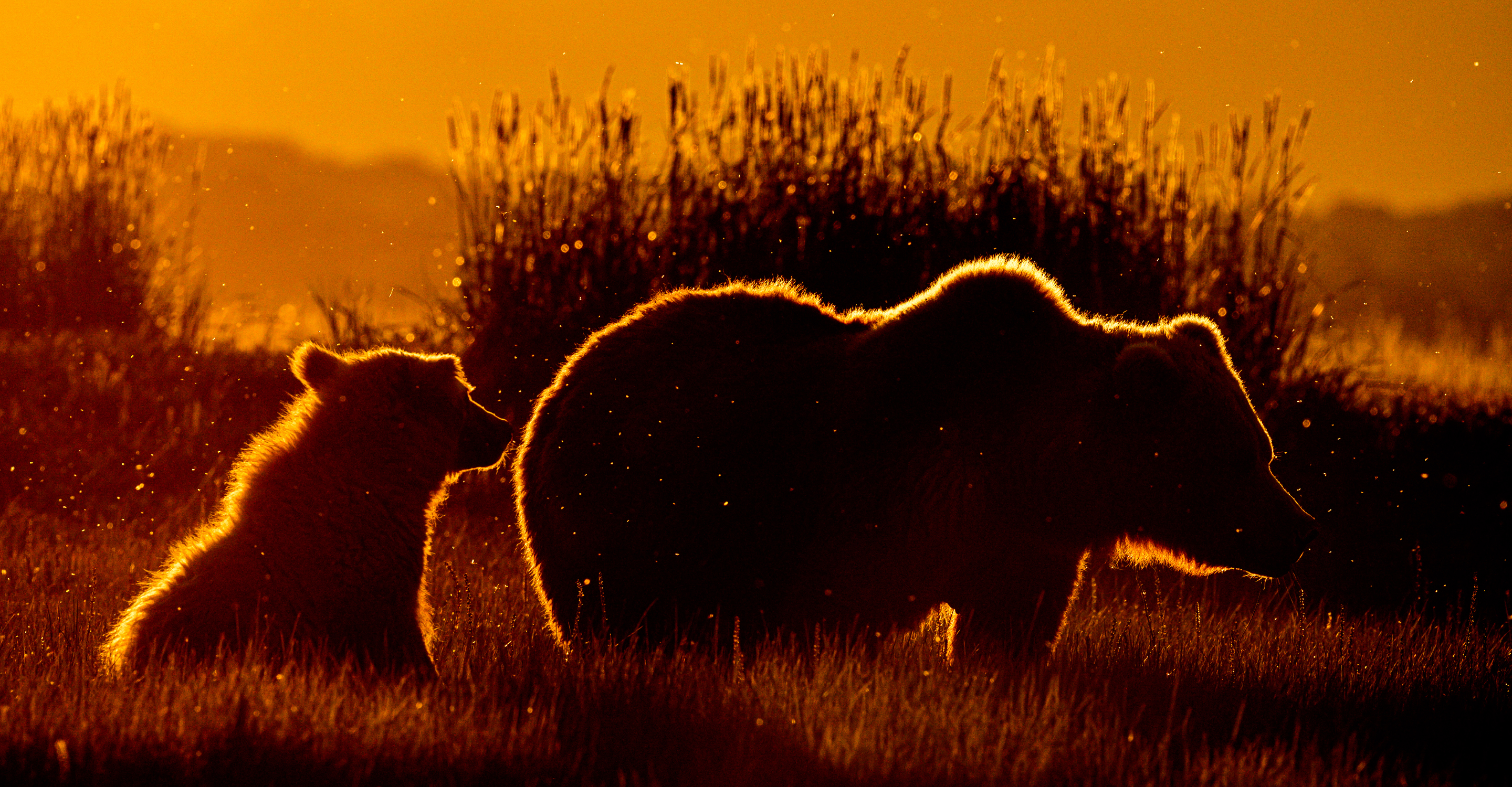 The silhouette of a mother brown bear and her cub at sunset; Katmai National Park, USA