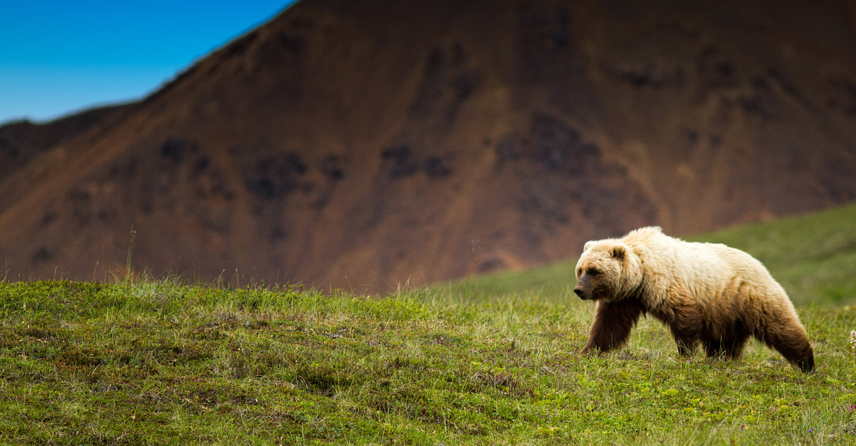 A blond brown bear walks on a hillside in Katmai National Park, Alaska, USA