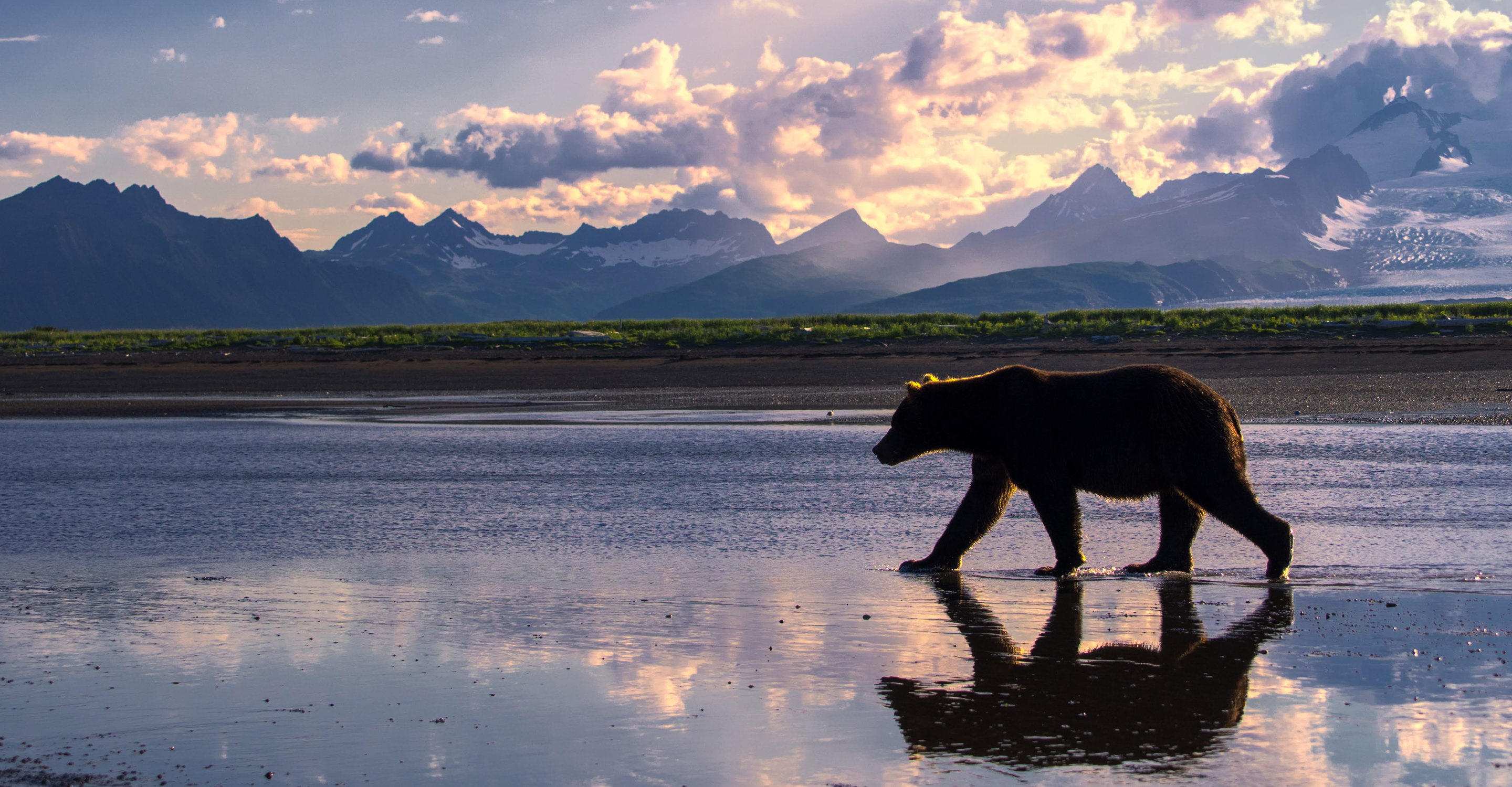 A lone brown bear walks the coastline in front of the Aleutian mountain range in Katmai National Park, USA