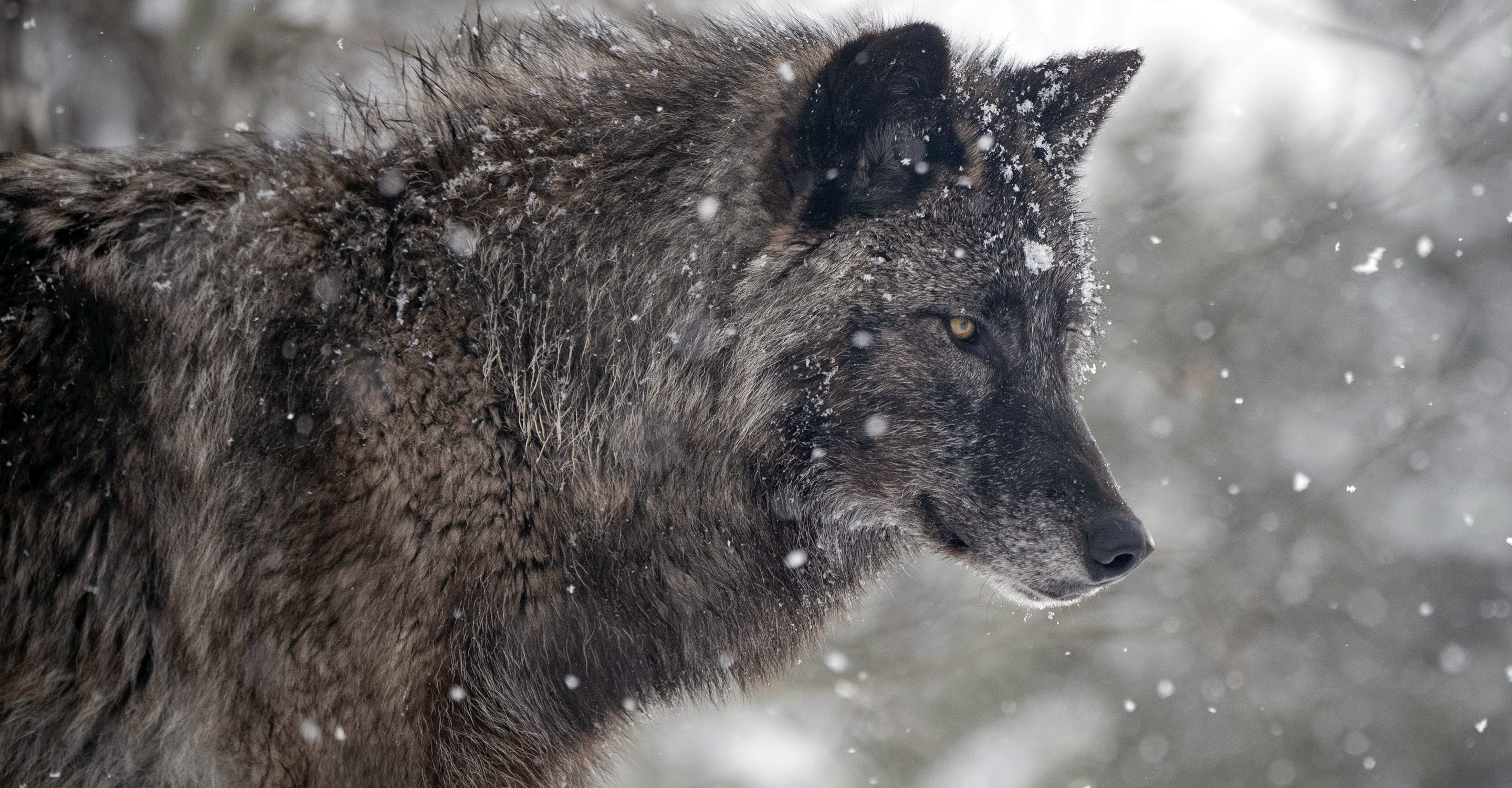 A close up of a black wolf in Yellowstone National Park, United States