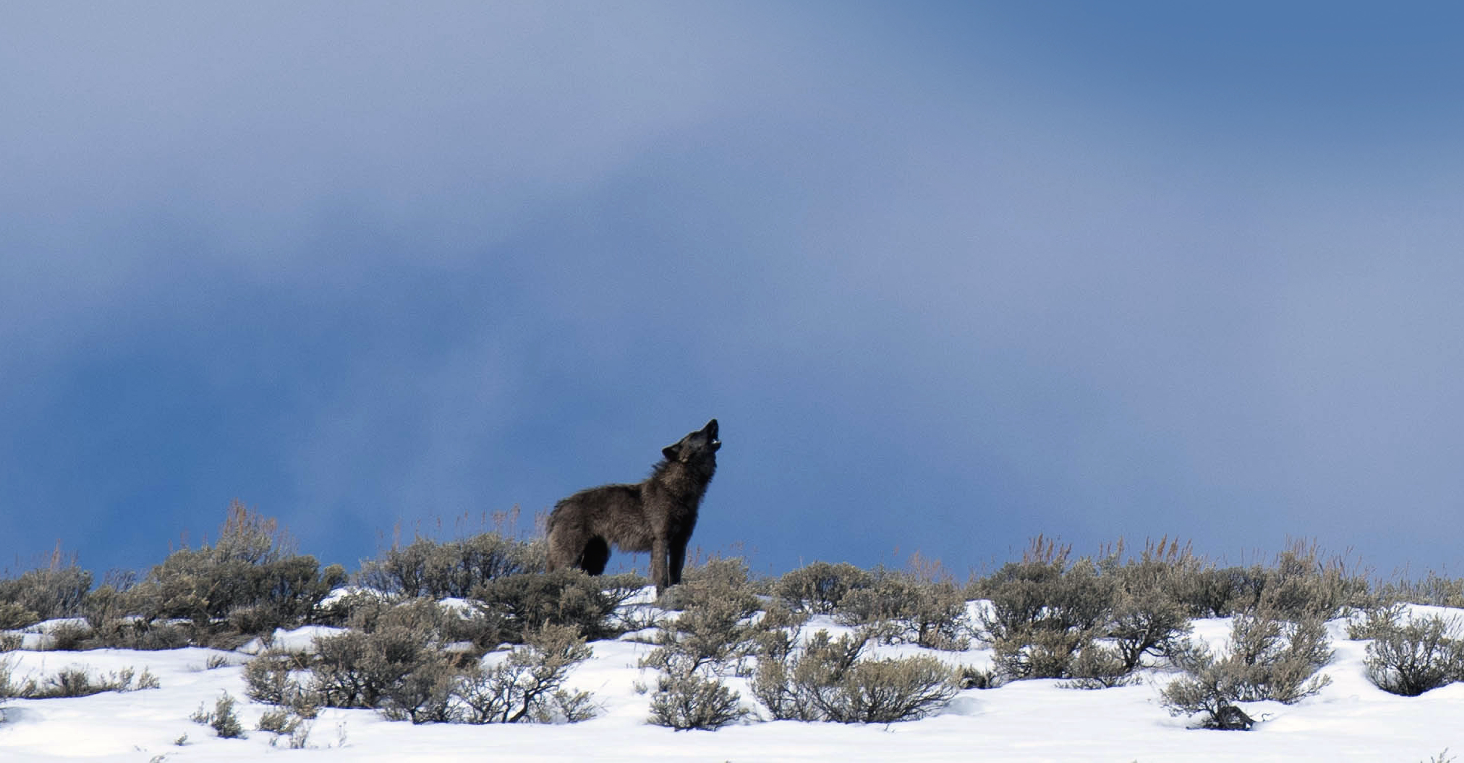 A black wolf howls on a snowy hillside in Yellowstone National Park