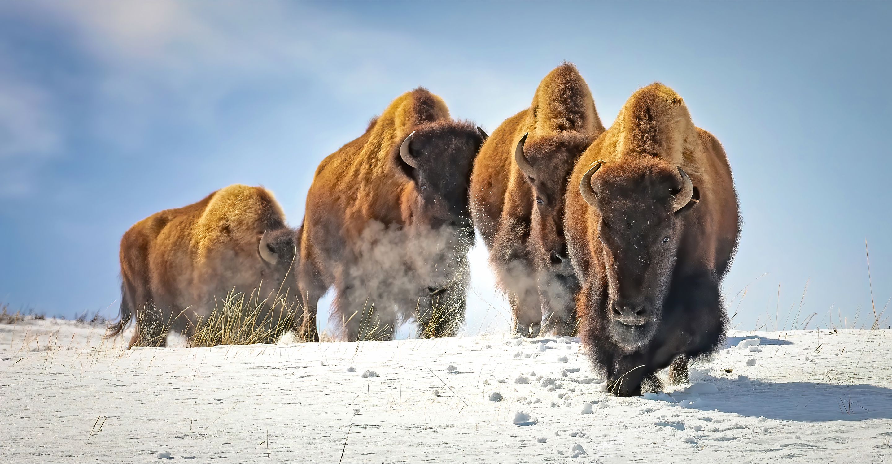 Four bison walk together in the snow in Yellowstone National Park, United States