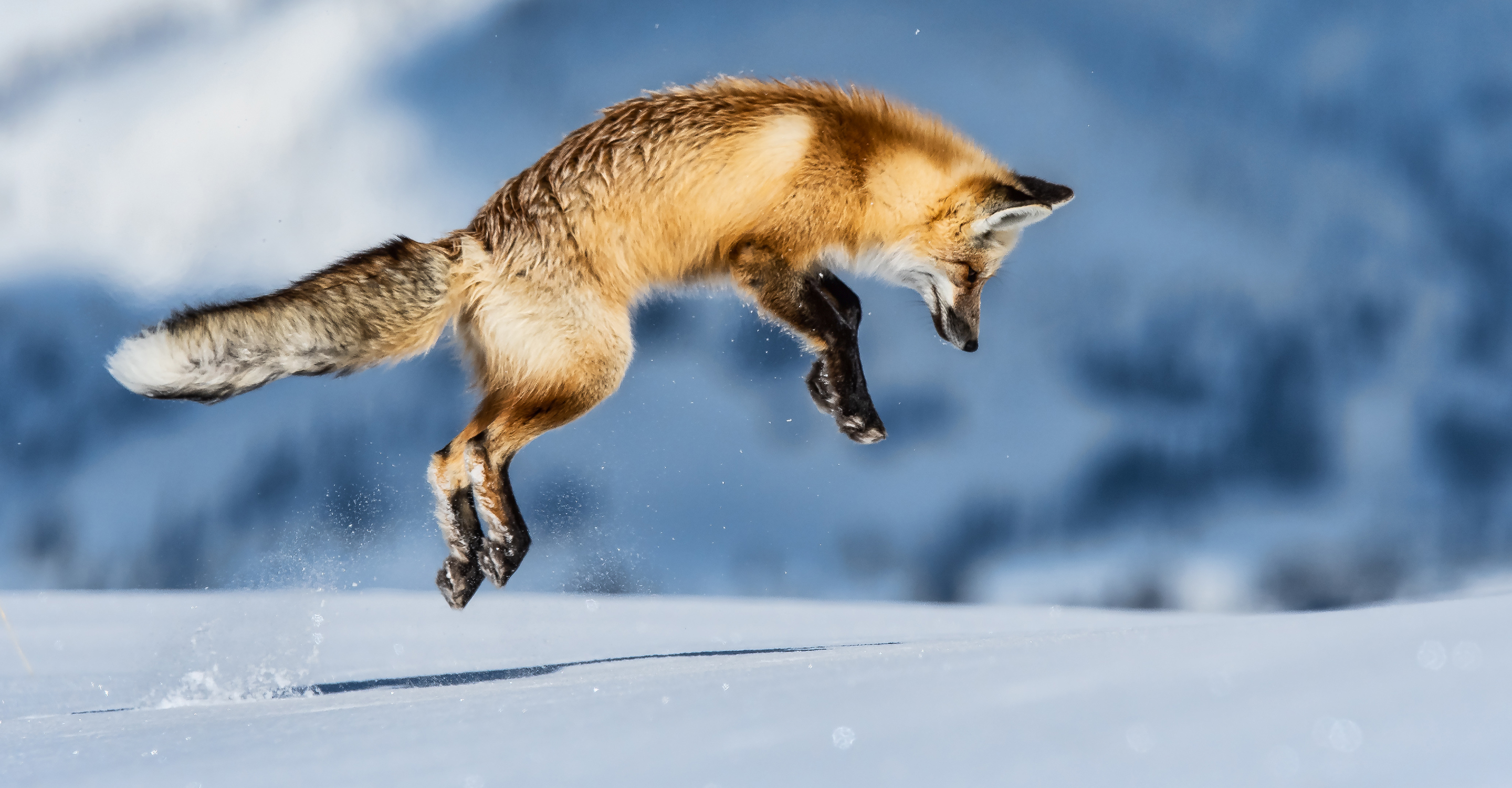 A red fox jumps to hunt for mice in the snow in Hayden Valley, Yellowstone National Park, United States