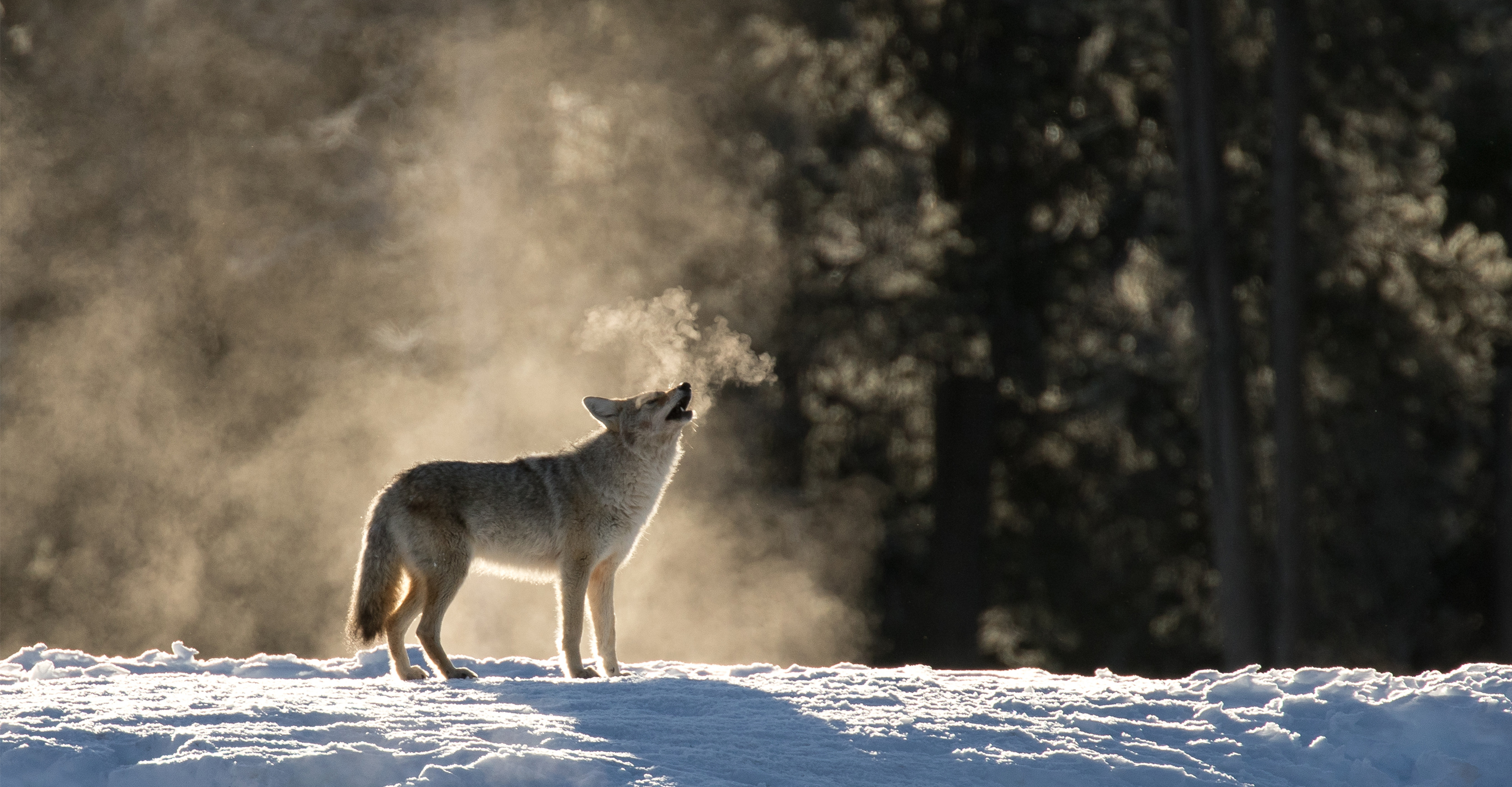 A coyote howls in the snow in Yellowstone National Park, United States