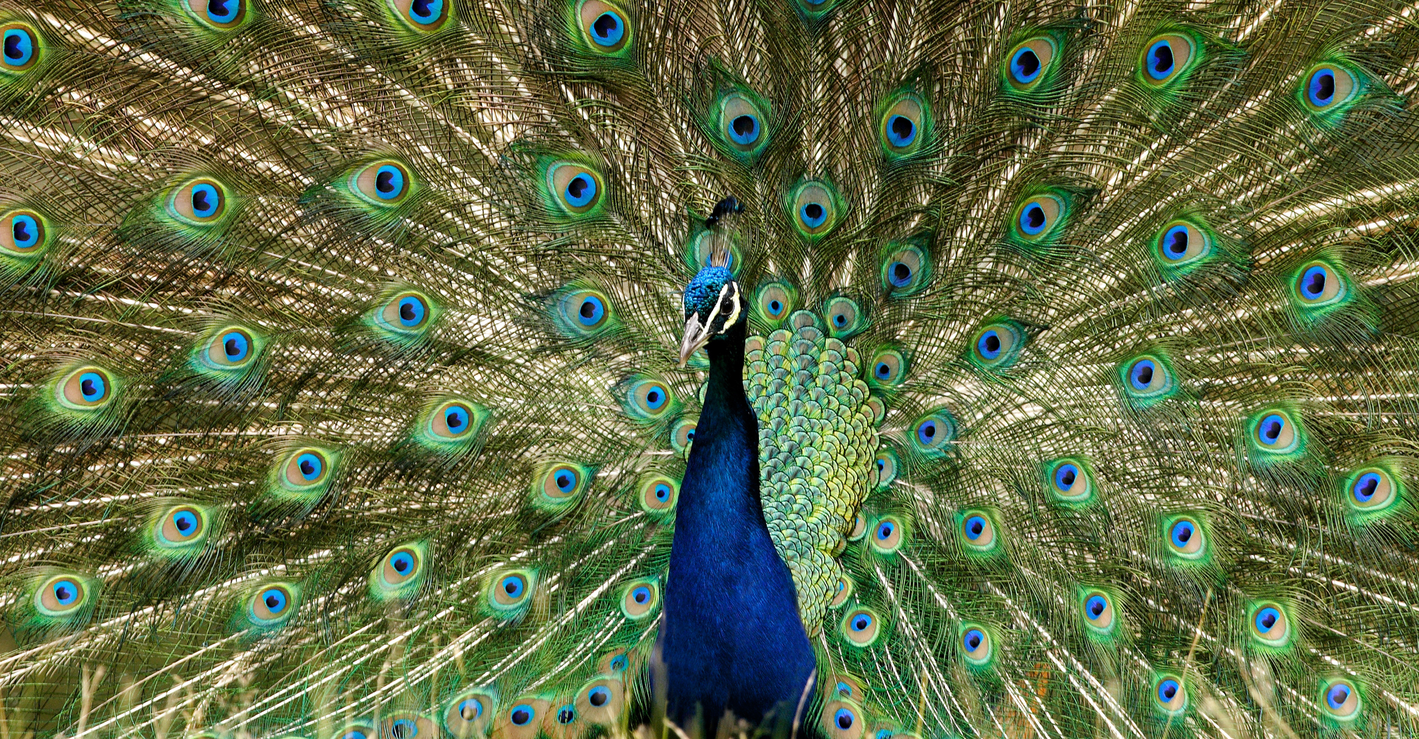 A peacock displays his tail feathers during mating season in Ranthambore National Park, India