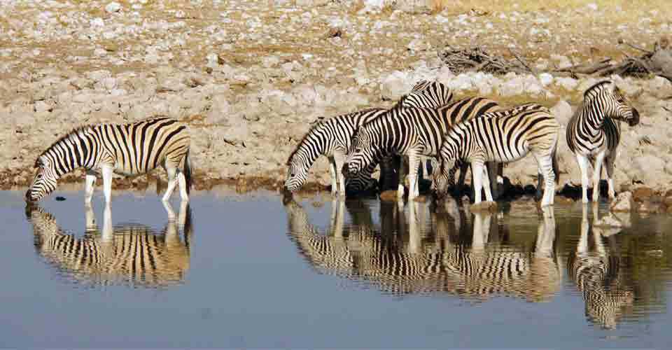Burchell's zebra, Etosha National Park, Namibia