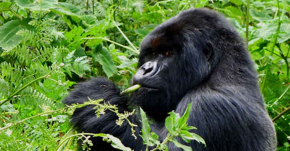 Mountain gorilla, Bwindi Impenetrable National Park, Uganda