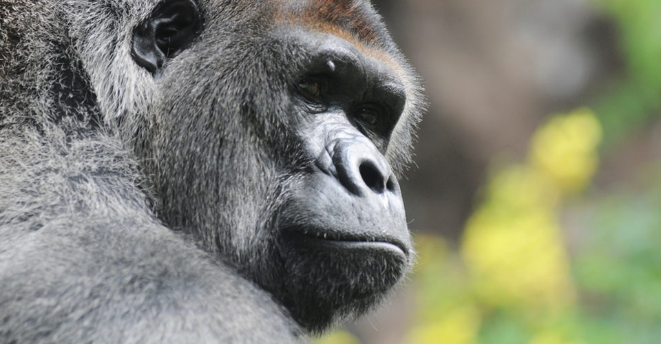 Mountain gorilla, Bwindi Impenetrable National Park, Uganda