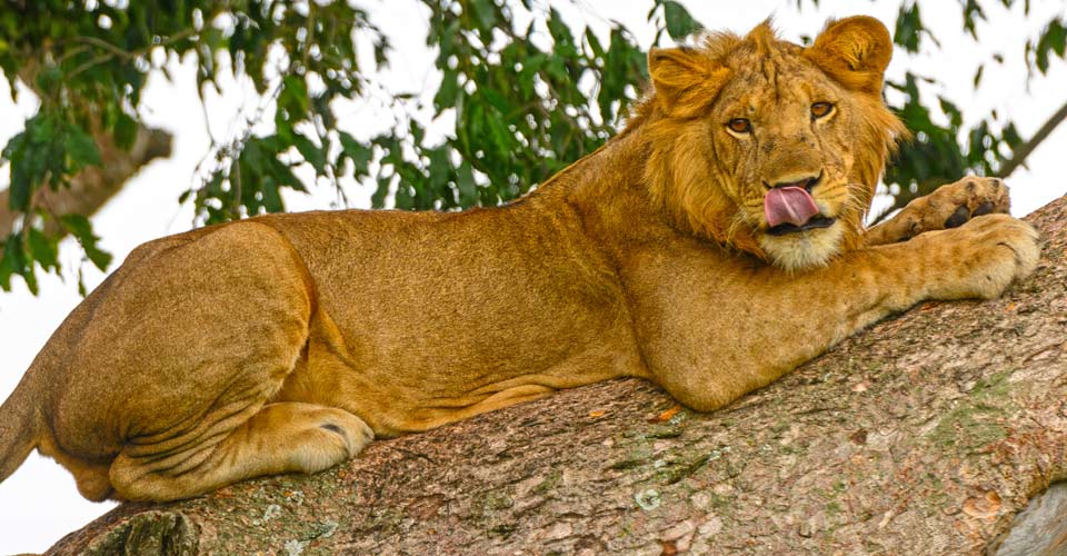 East African lion, Queen Elizabeth National Park, Uganda