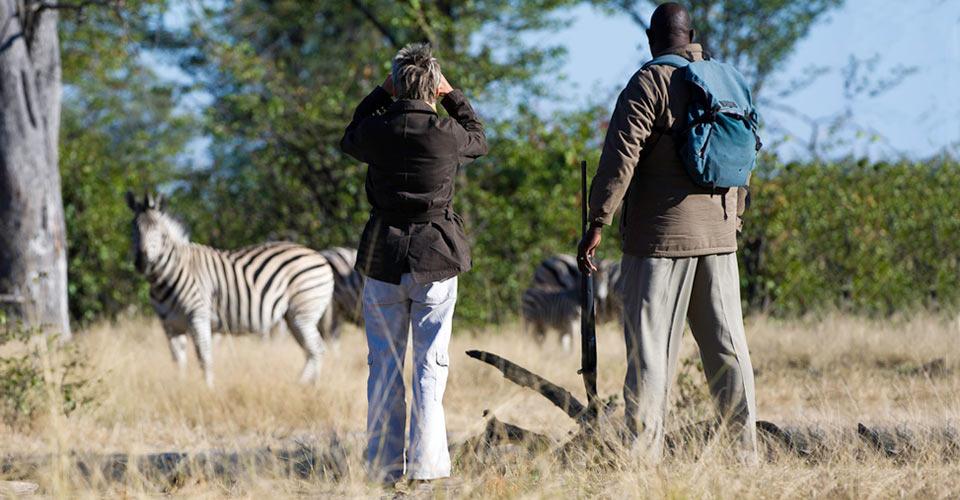 Burchell's zebra, Linyanti Reserve, Botswana