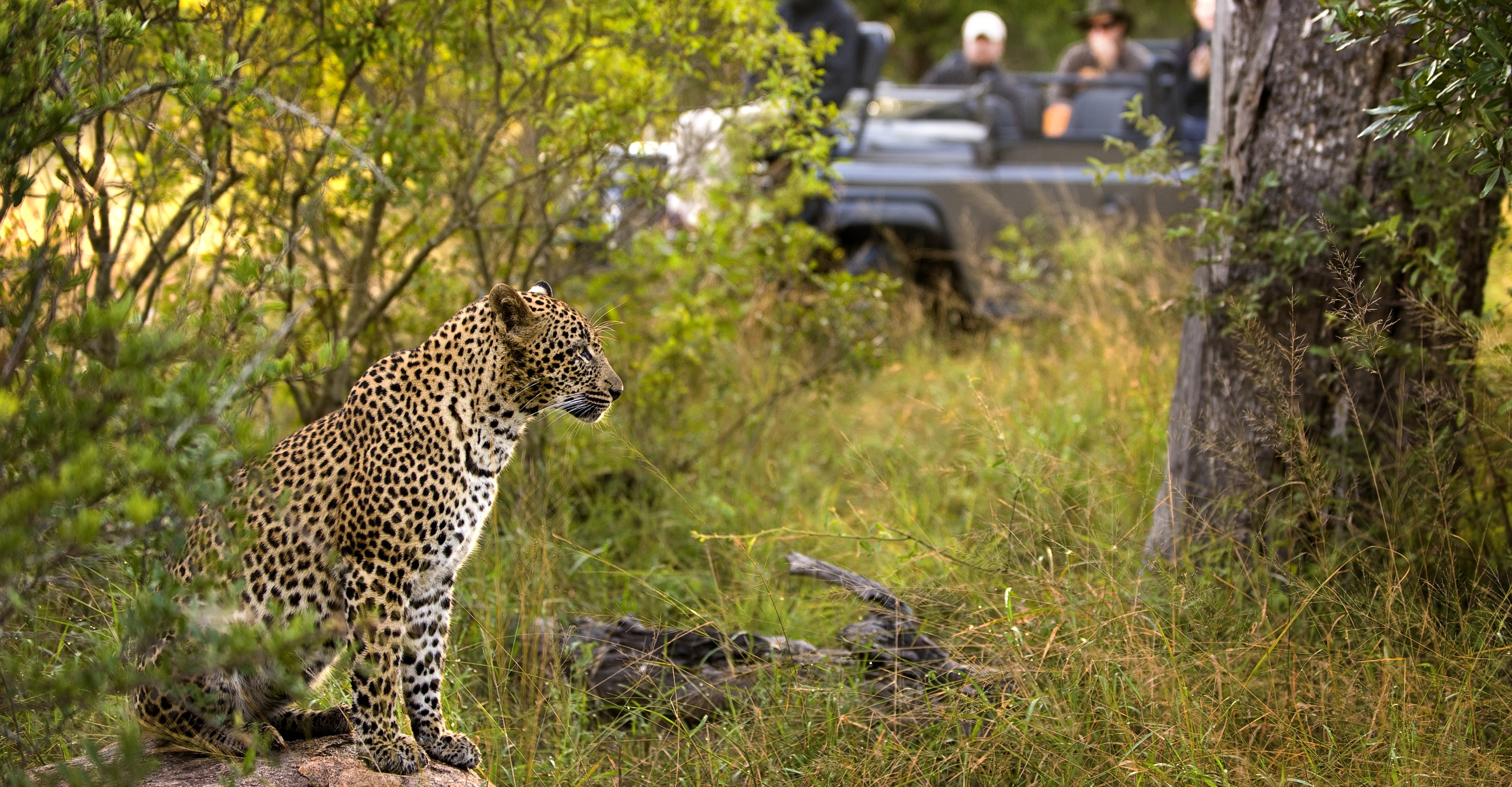 Southern Africa Wildlife Odyssey—Custom Safari