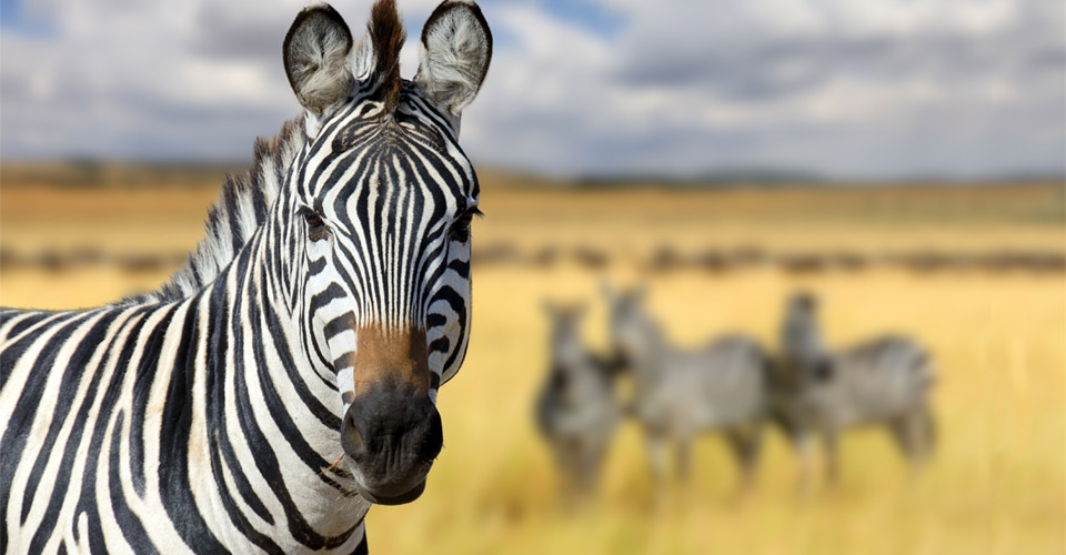 Zebra, Maasai Mara National Reserve, Kenya